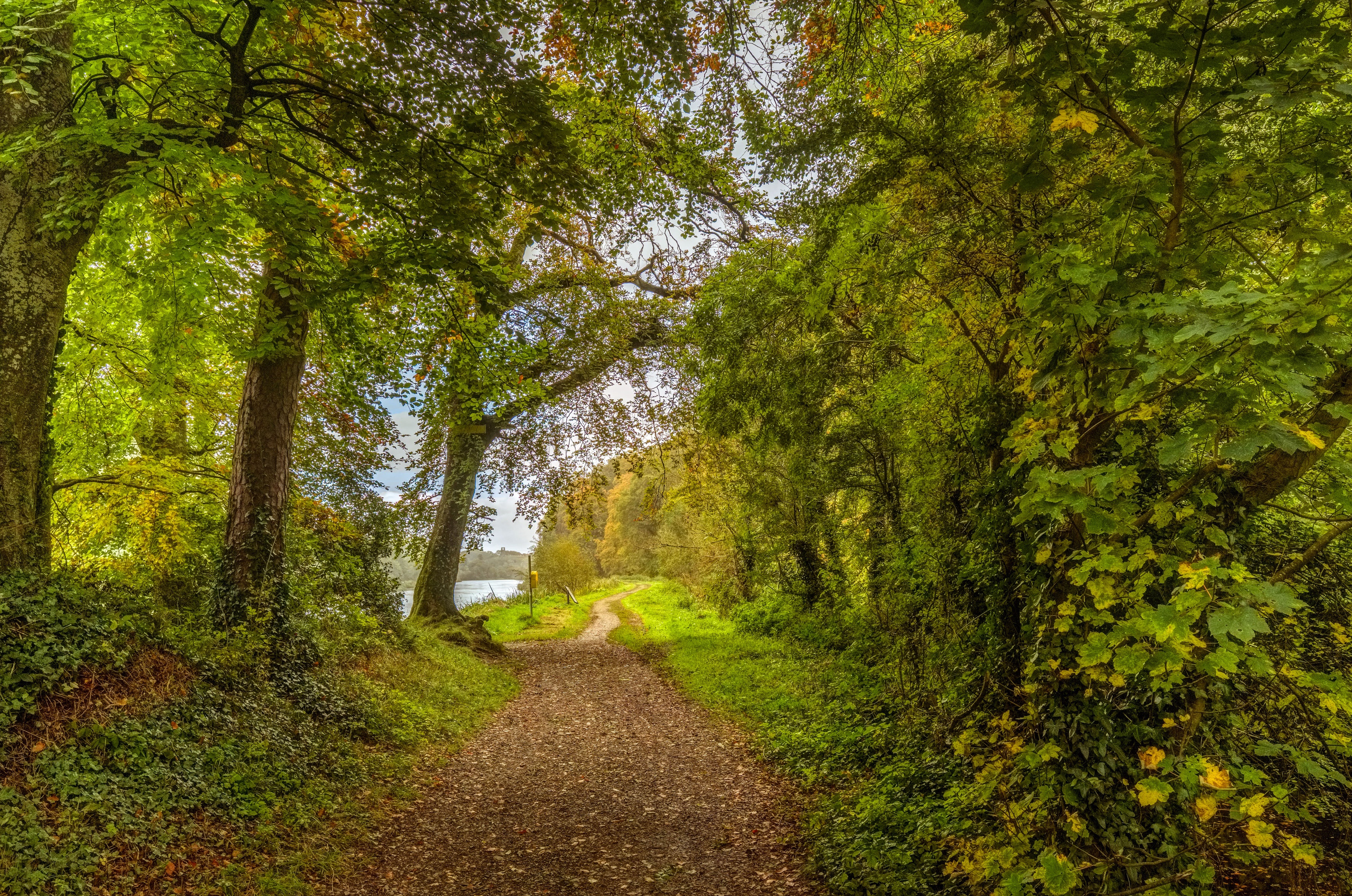 Forest trail in Boyne Valley, Ireland HD Wallpaper