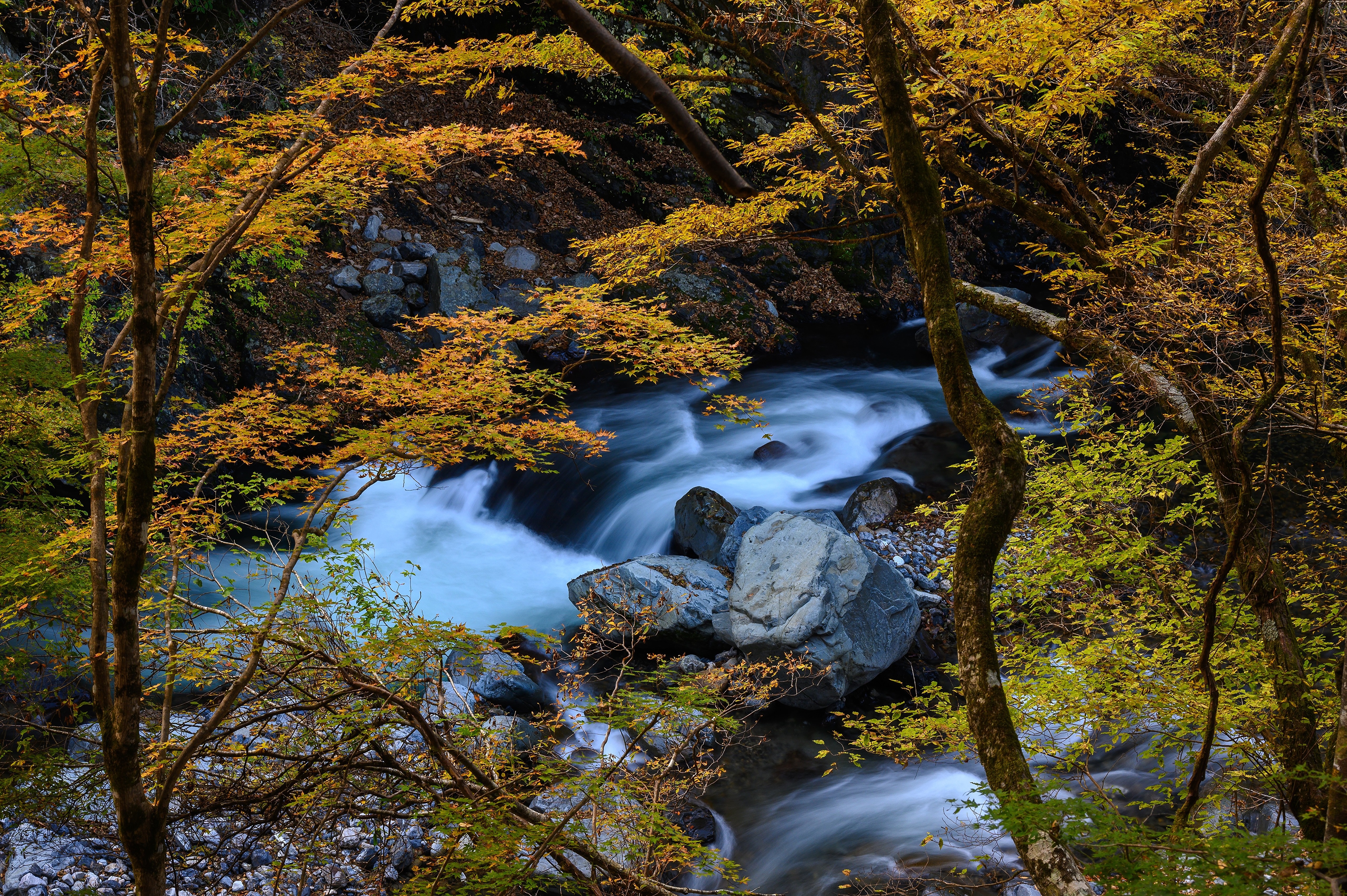 River flowing through a Japanese forest in autumn HD Wallpaper
