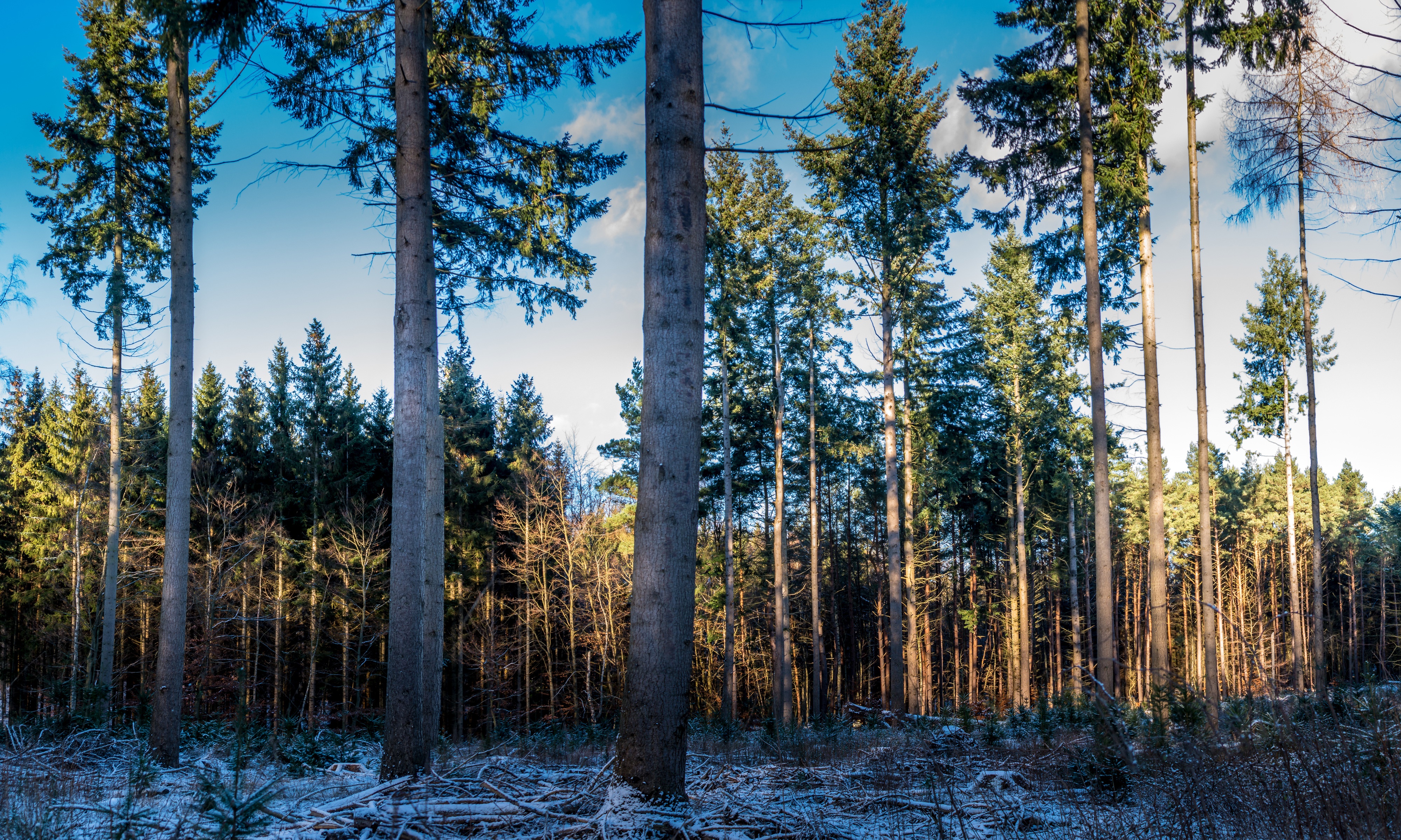 Forest with snow and spruce trees HD Wallpaper