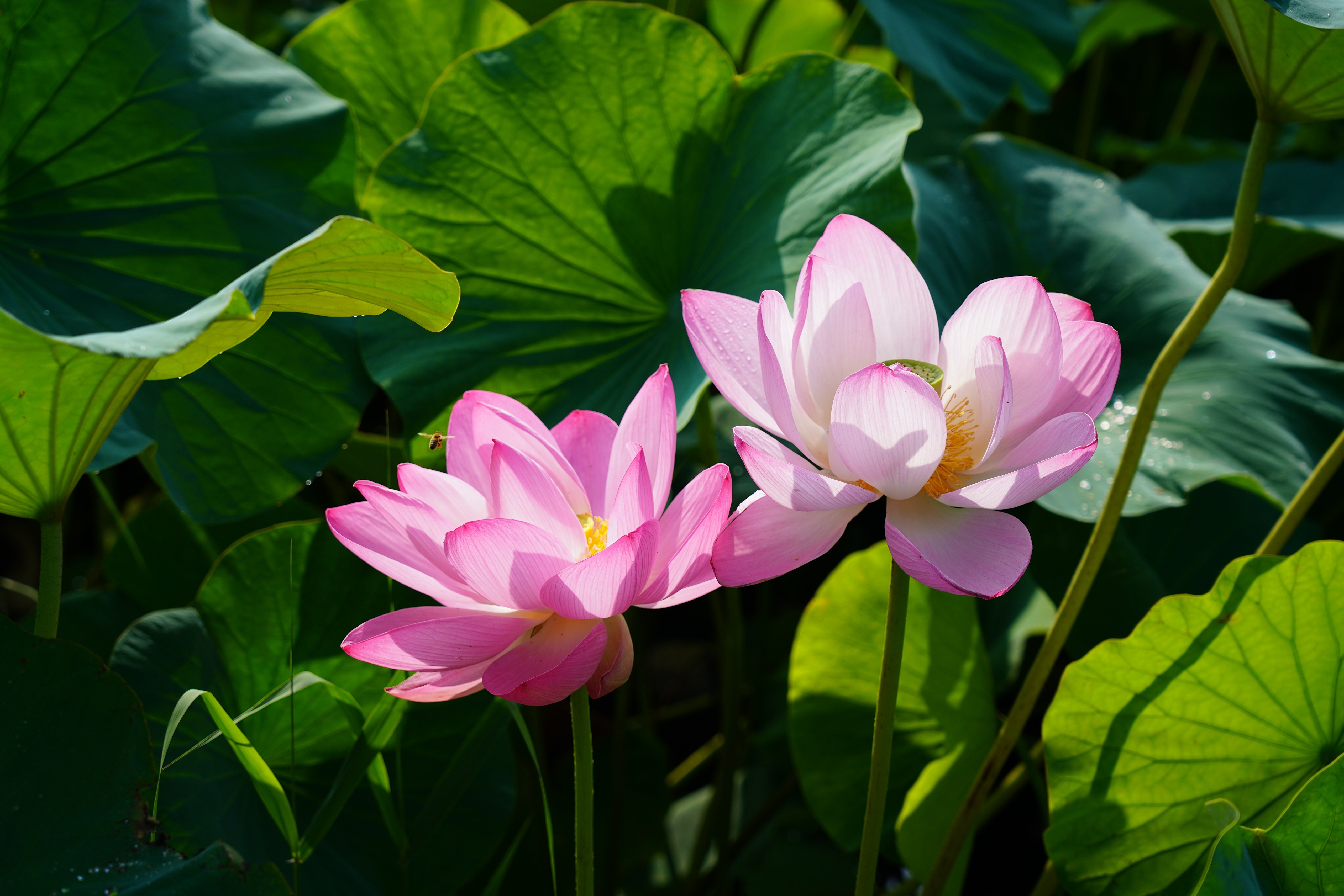 Two Pink Lotus Flowers with Green Leaves HD Wallpaper