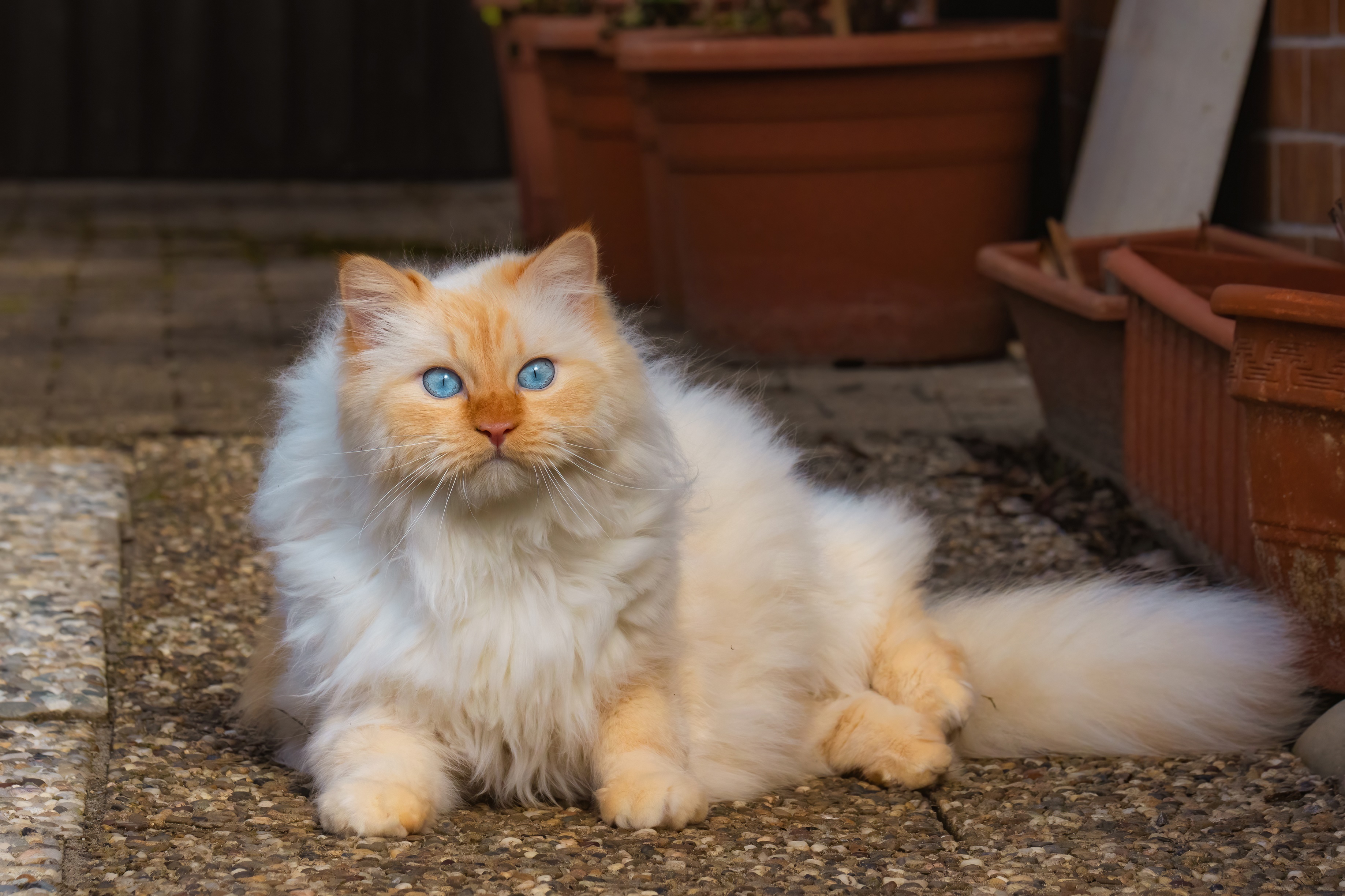 Flame point Ragdoll cat with blue eyes HD Wallpaper