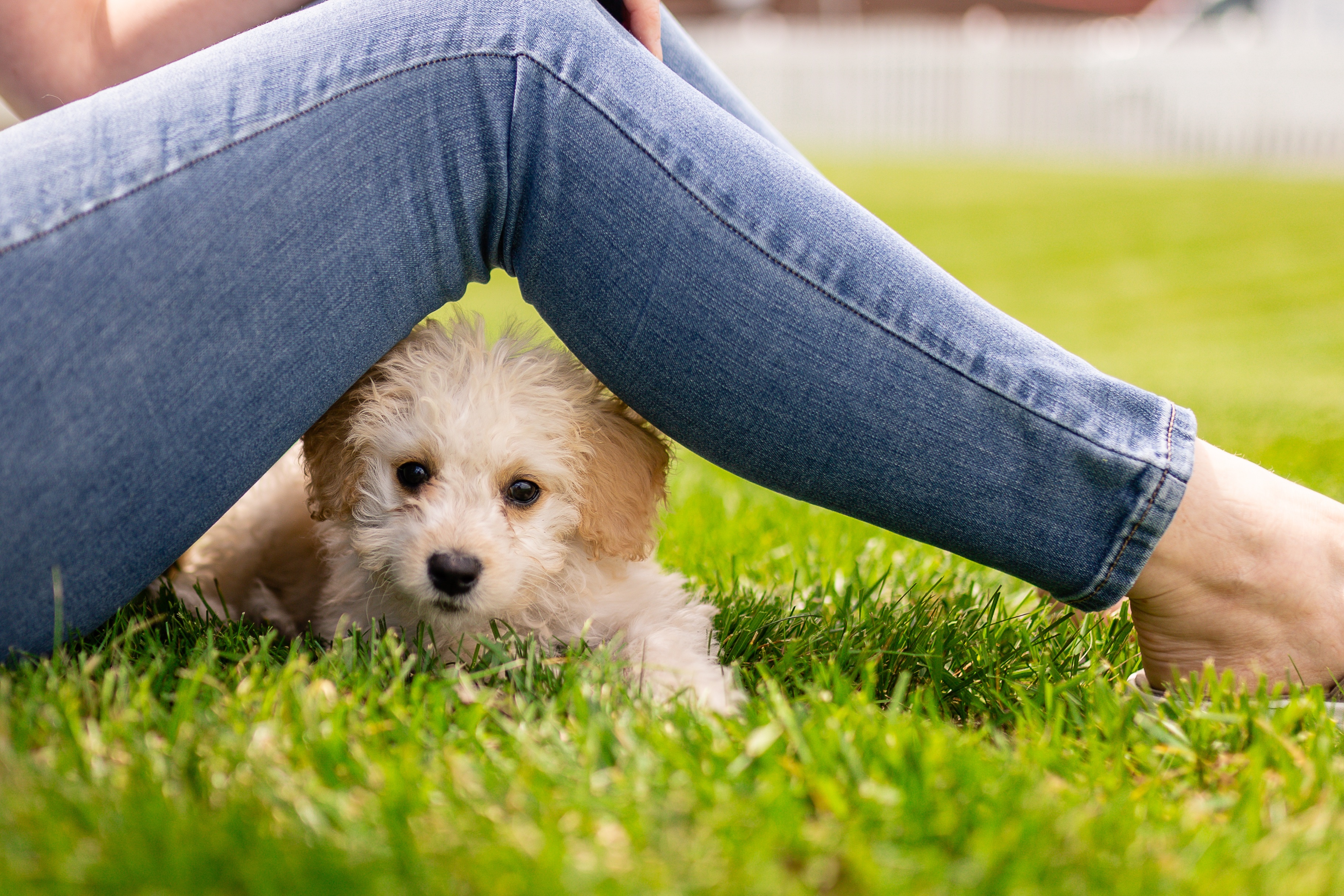 Puppy under person's legs on grass HD Wallpaper