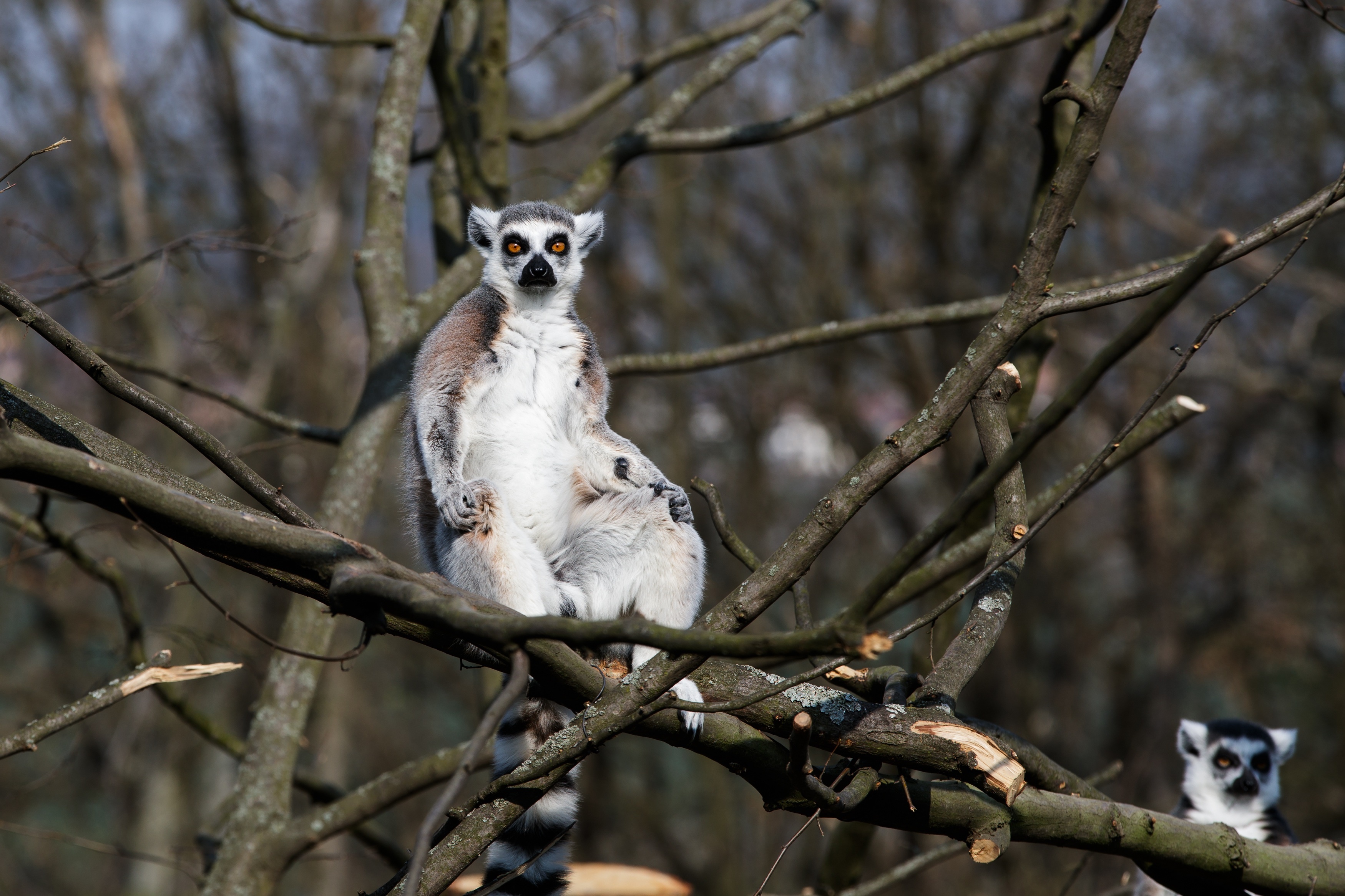 Ring-tailed lemur sitting on a tree branch HD Wallpaper