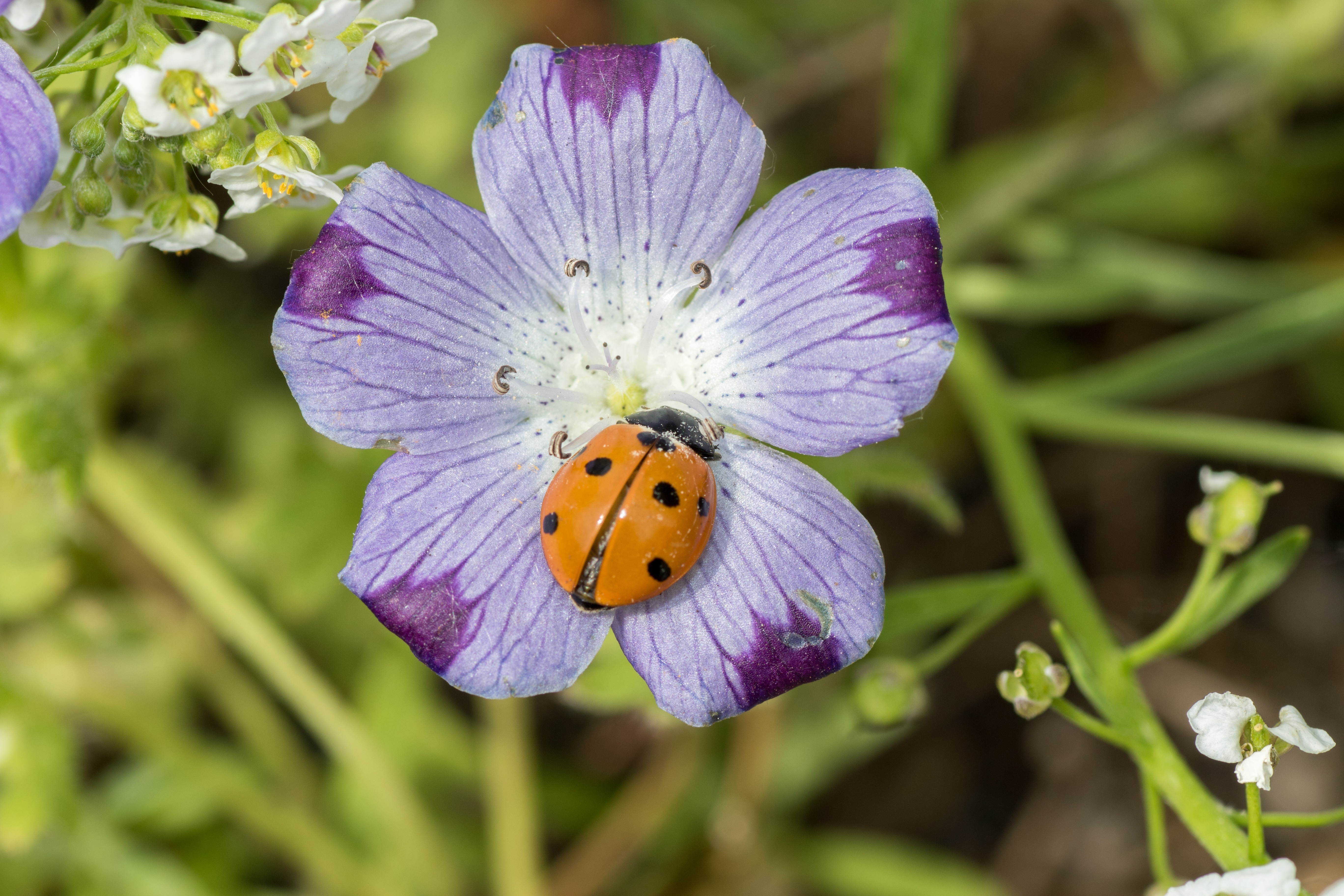 Ladybug on a purple and white flower HD Wallpaper