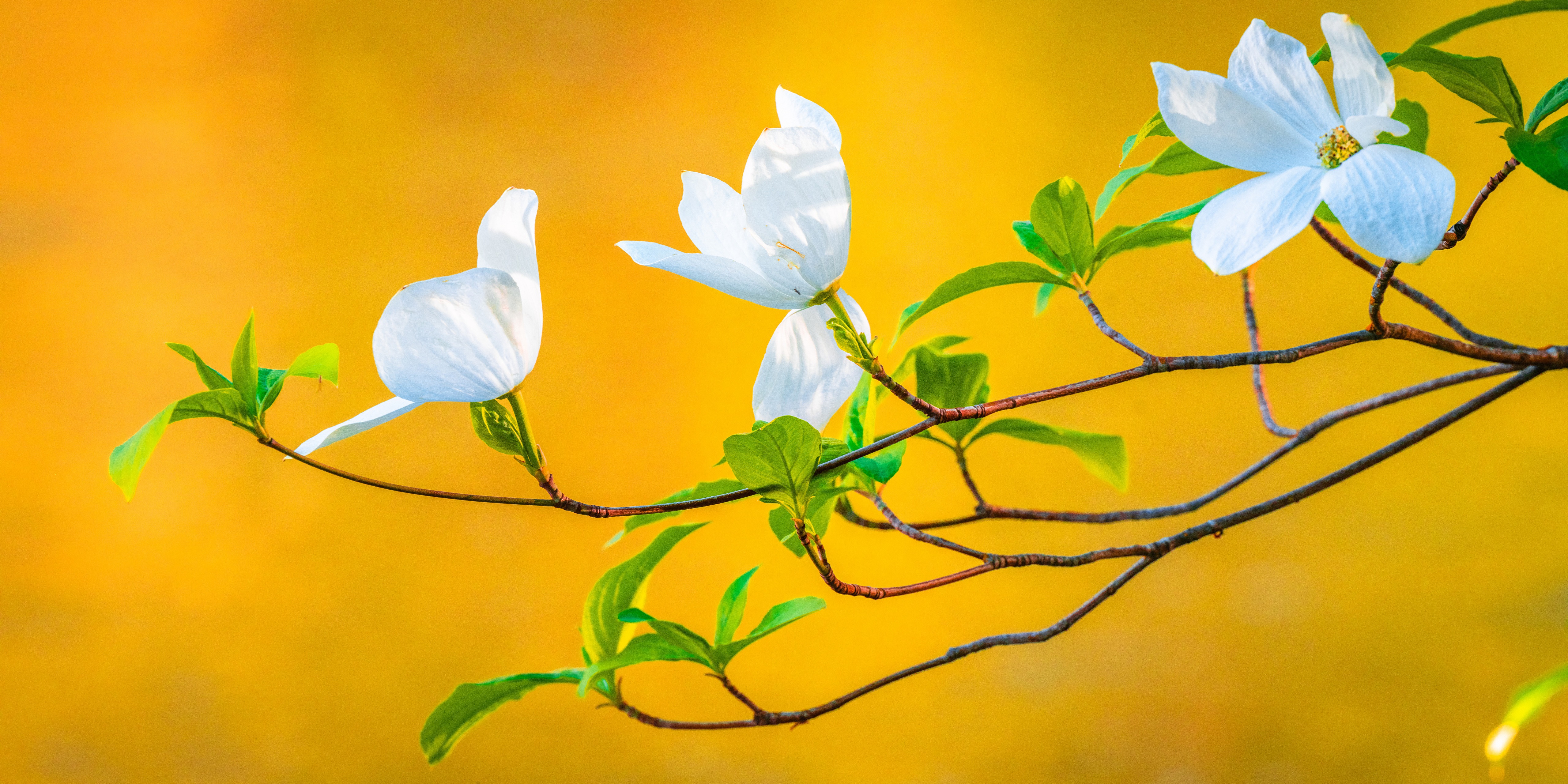 White Dogwood Flowers on Branches in Spring HD Wallpaper