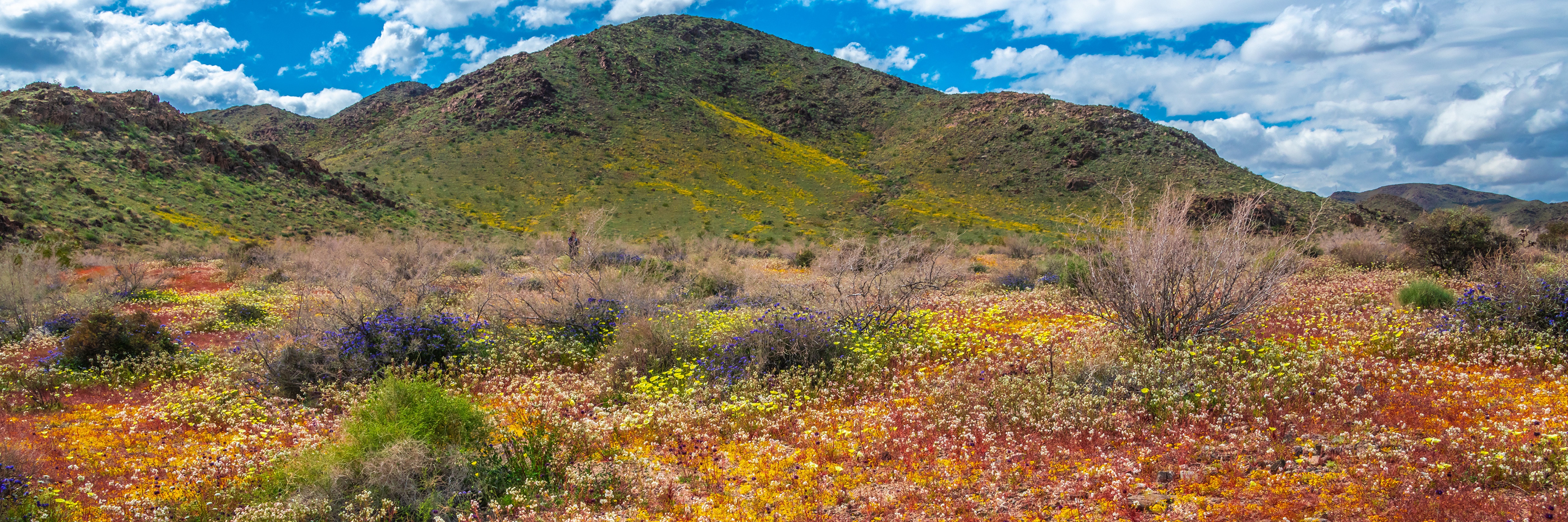 Joshua Tree National Park Spring Wildflowers Panorama HD Wallpaper