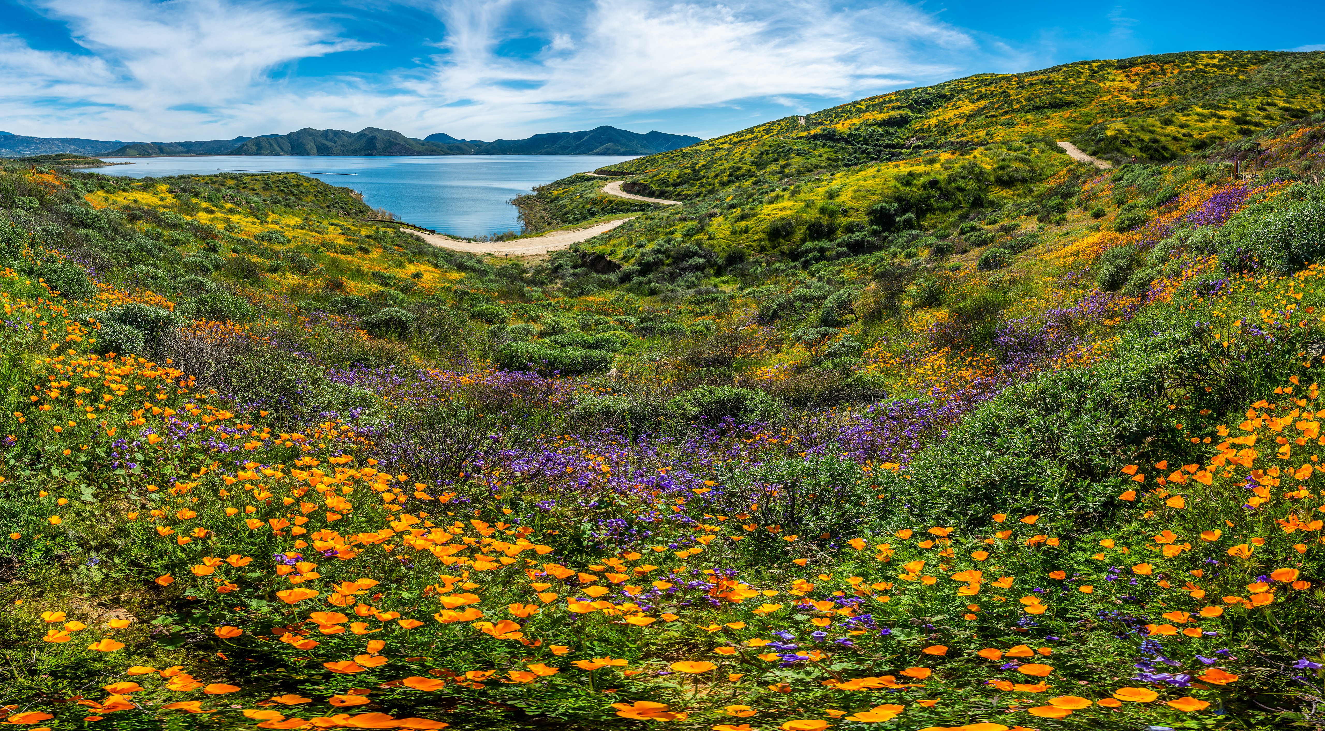 California Wildflowers and Lake Scenery HD Wallpaper