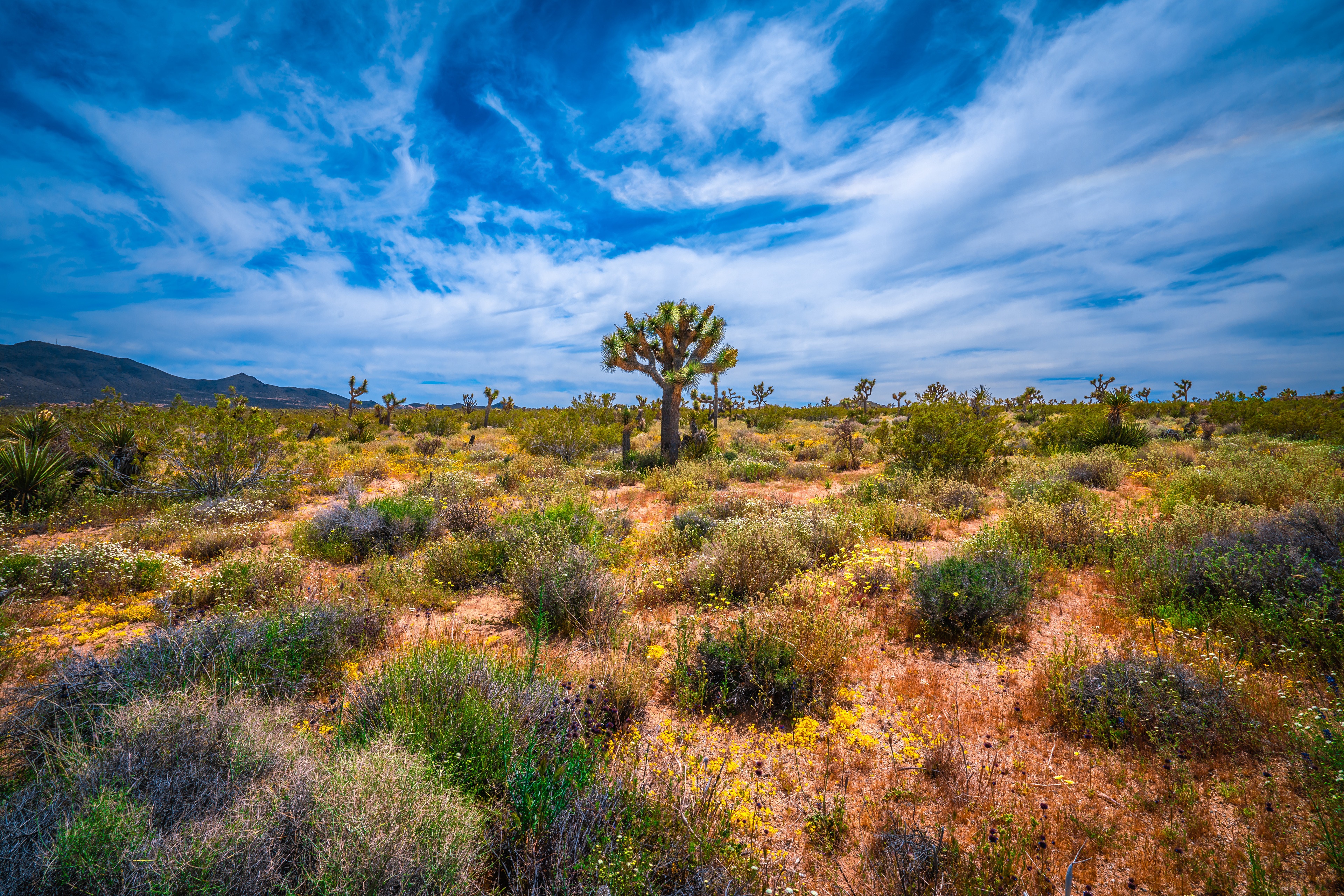 Joshua Tree National Park California USA 4K HD Wallpaper