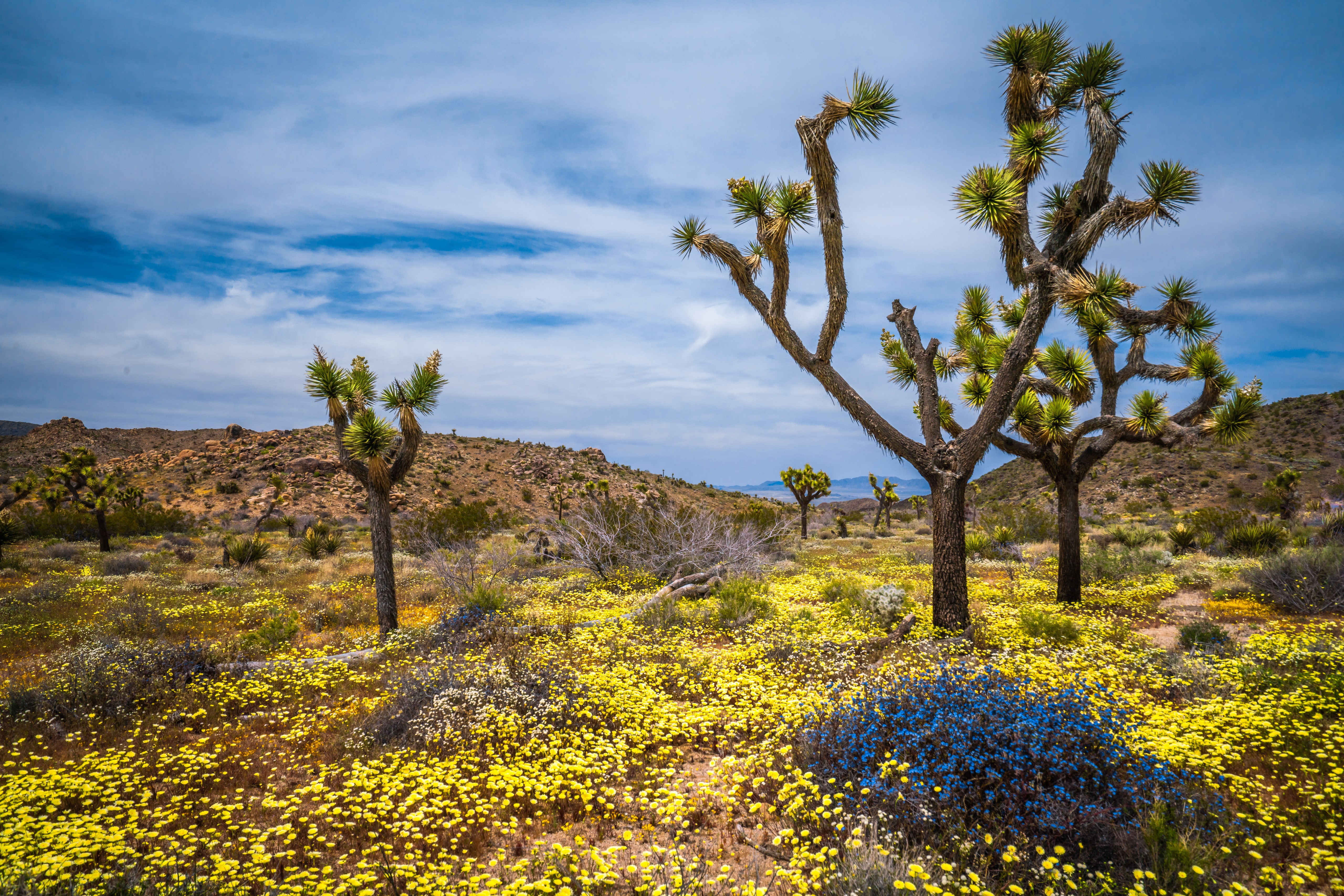 Joshua Tree National Park California Spring Wildflowers HD Wallpaper