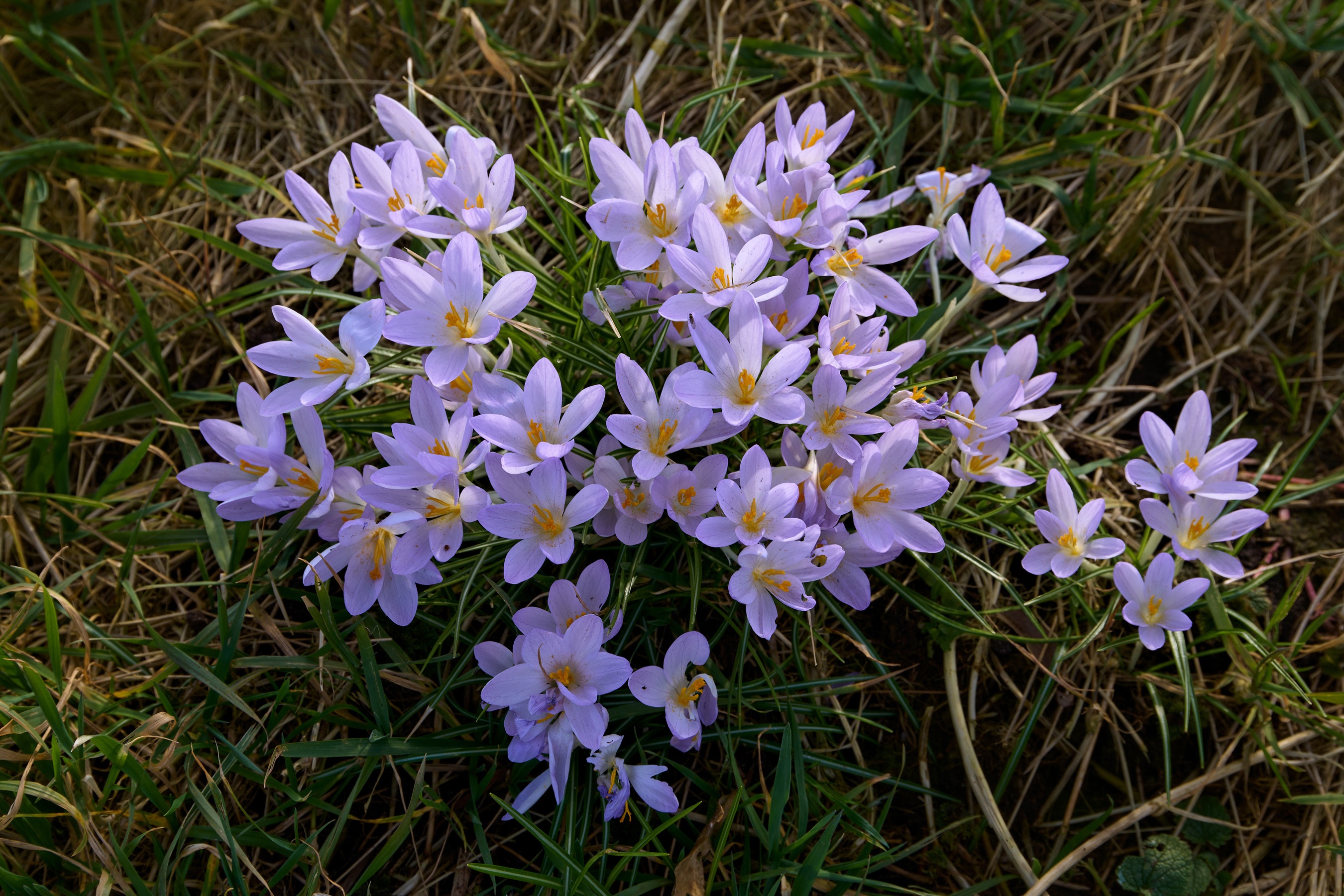 A cluster of light purple crocuses in green grass HD Wallpaper