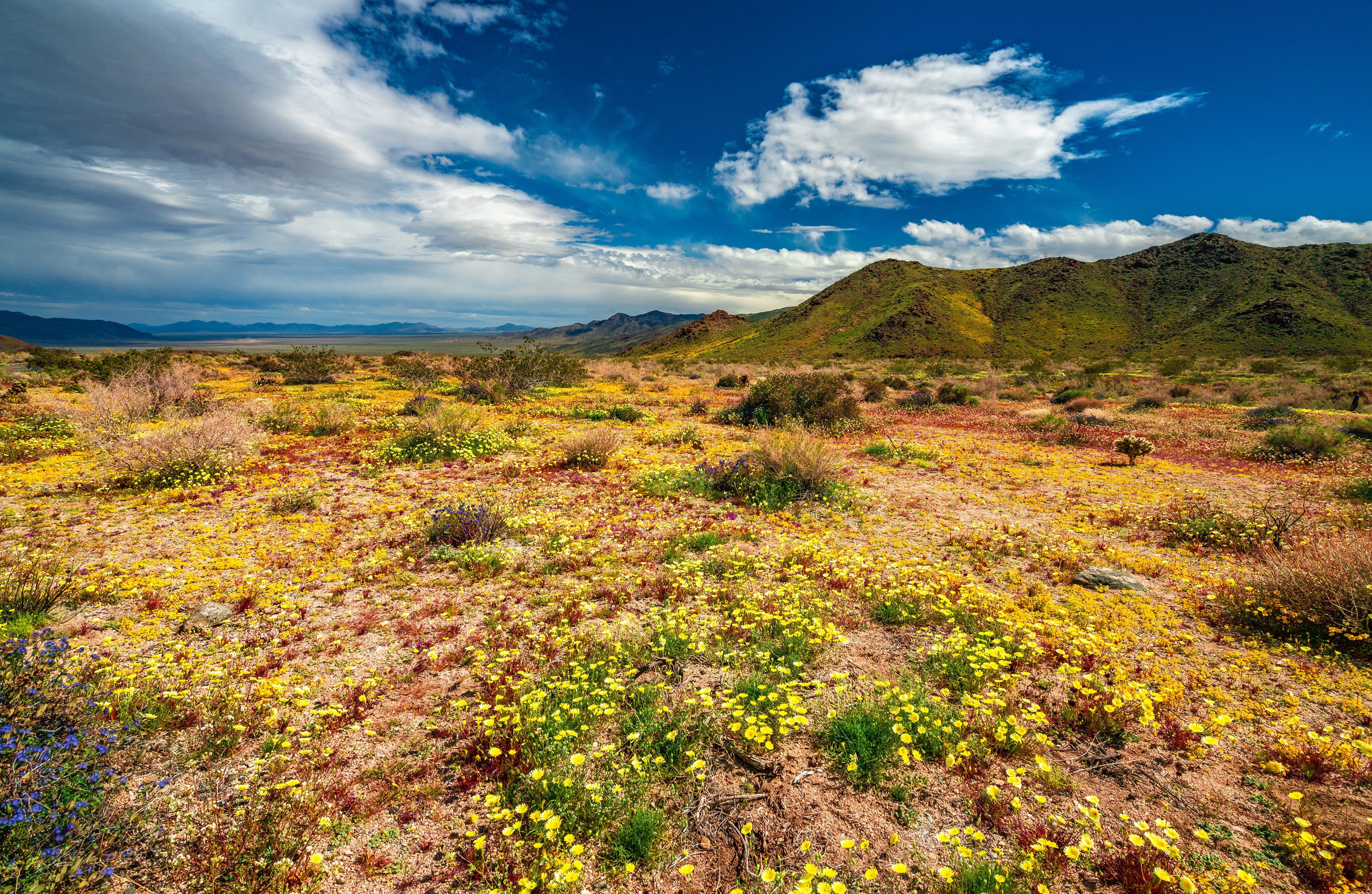 Joshua Tree National Park California Spring Wildflowers HD Wallpaper