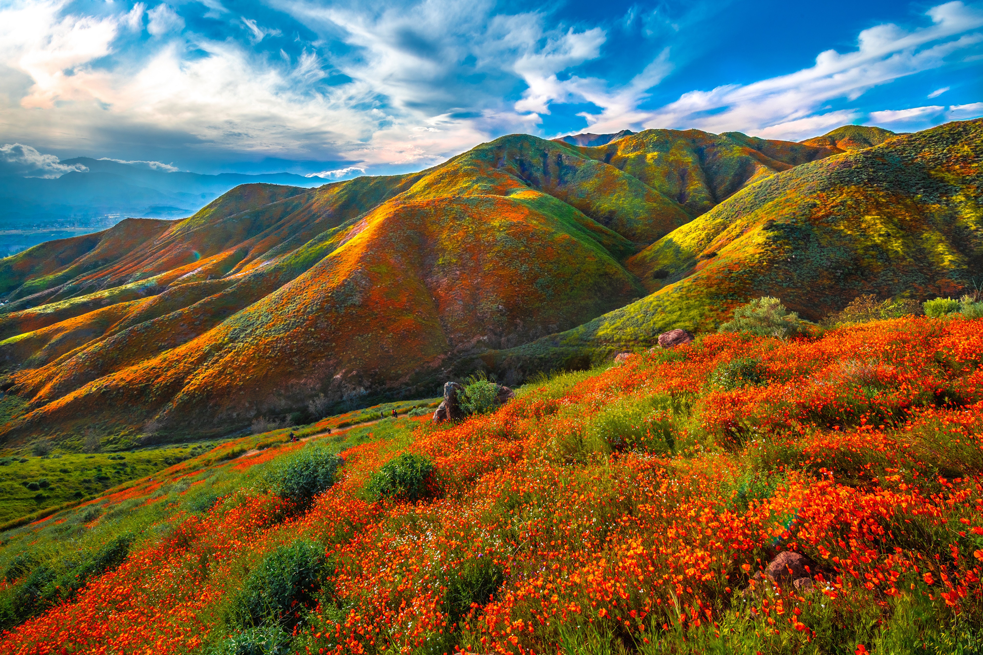 Walker Canyon California Mountains with Wildflowers HD Wallpaper