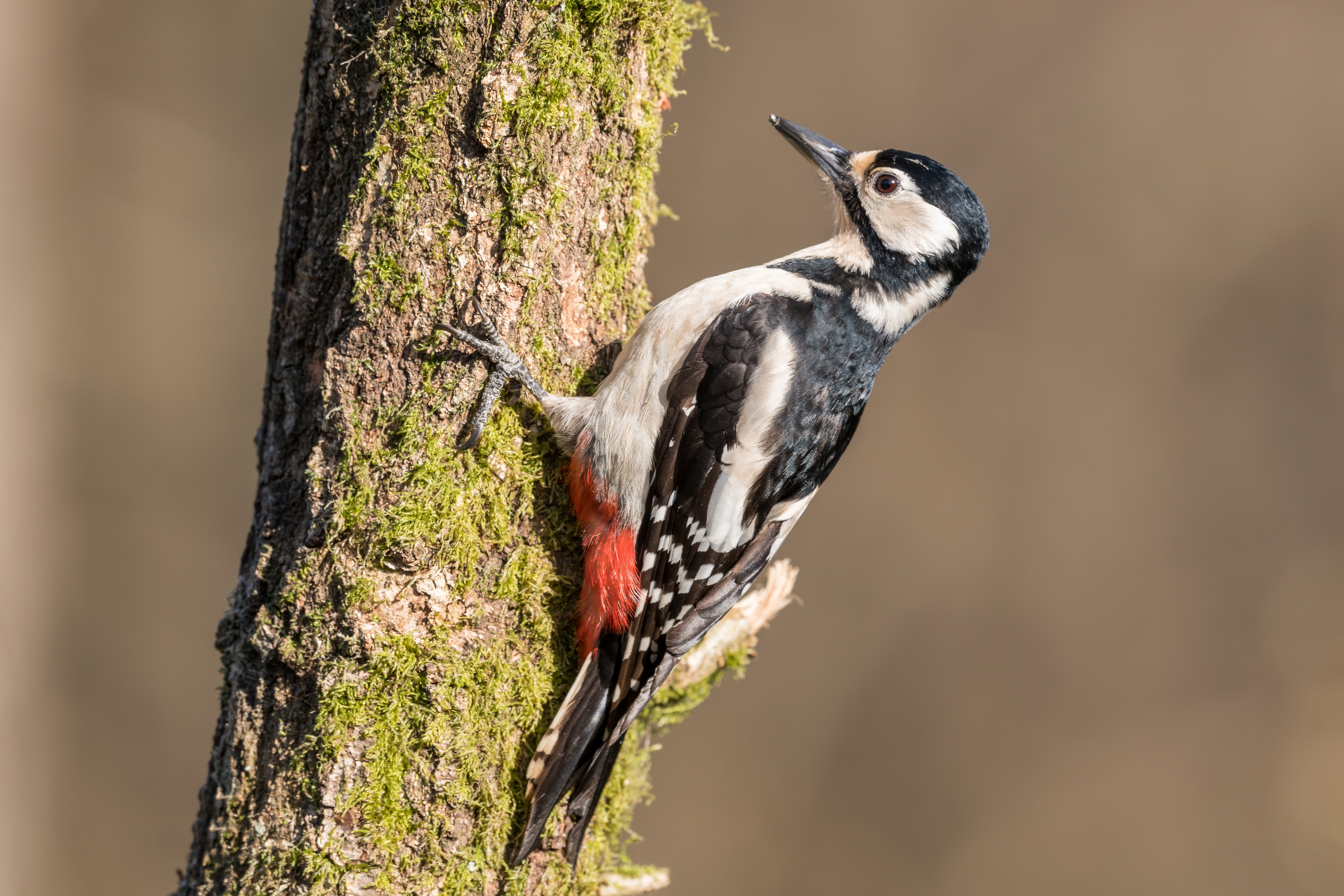 Great Spotted Woodpecker on a Mossy Trunk HD Wallpaper