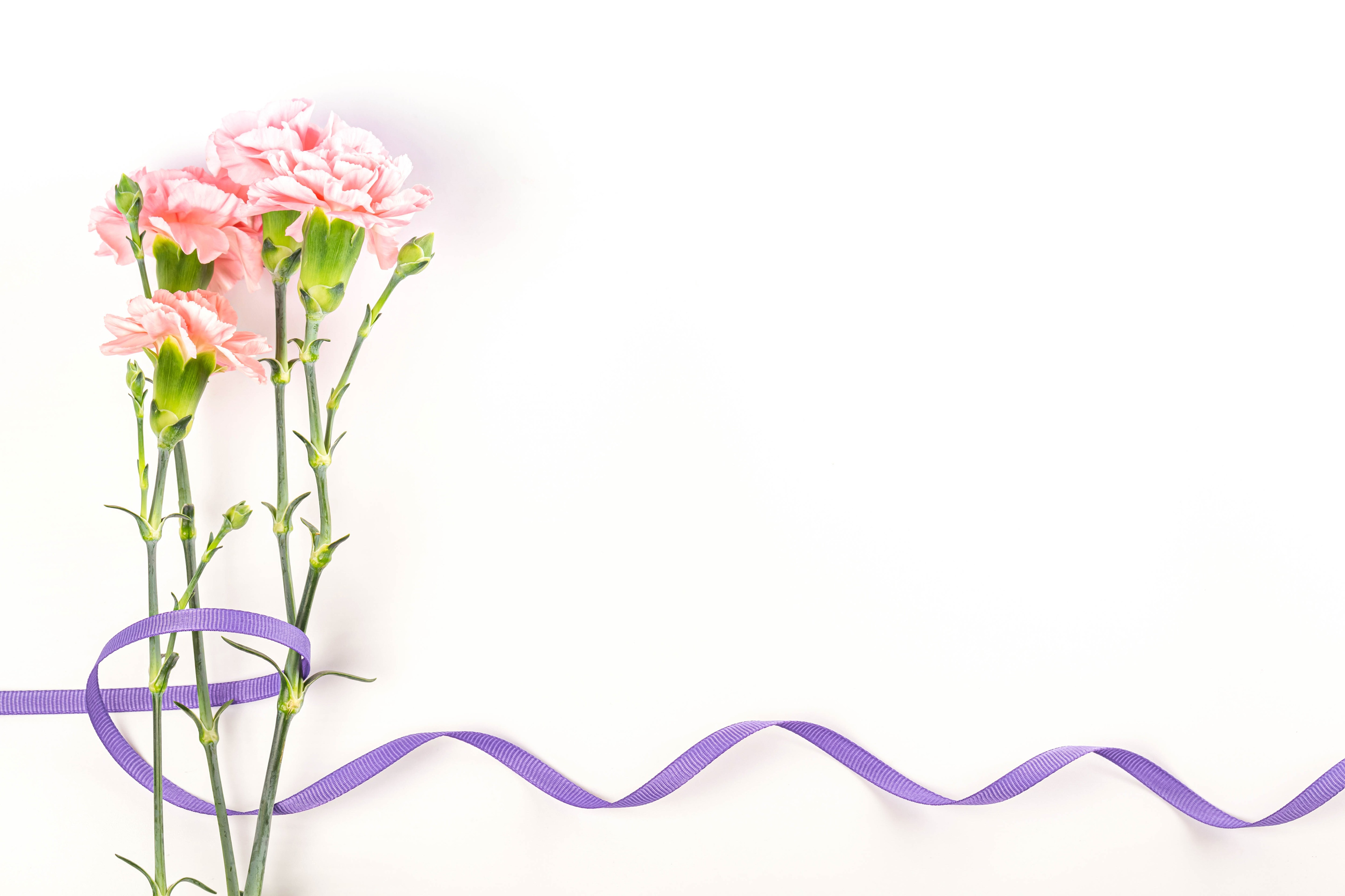 Pink Carnations with Purple Ribbon on White Background HD Wallpaper