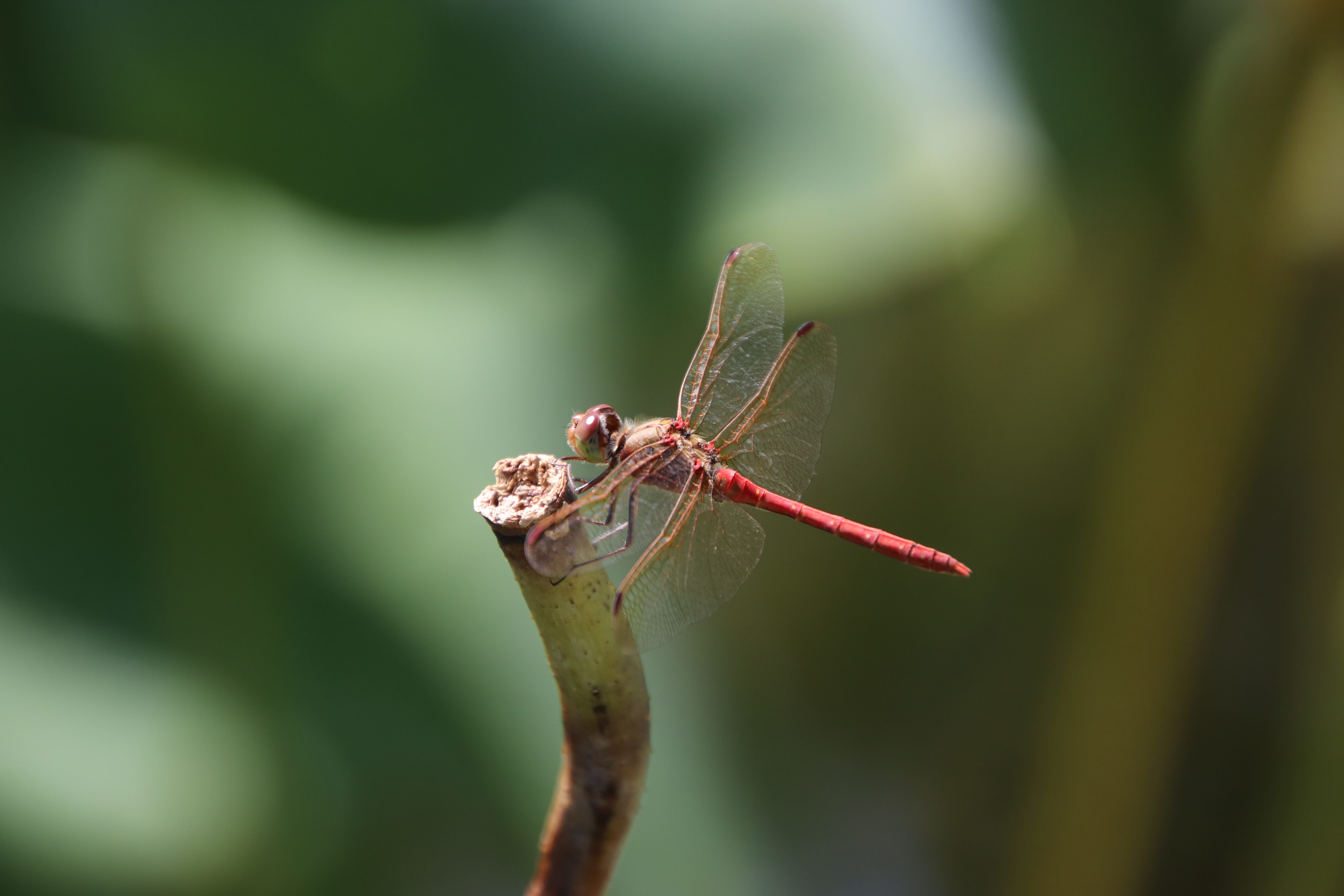Red Dragonfly on a Stem HD Wallpaper