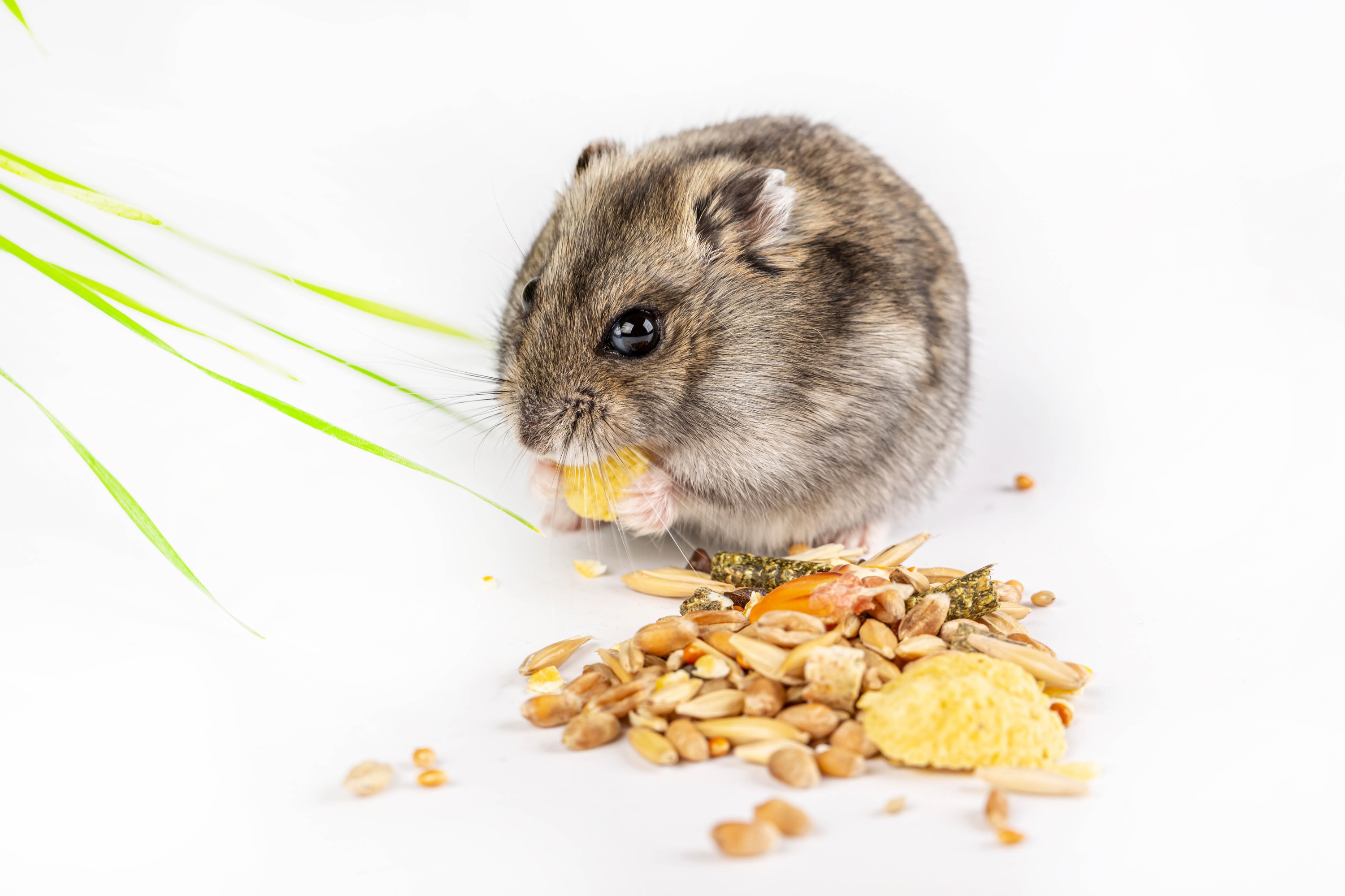 A hamster eating grains on a white background HD Wallpaper