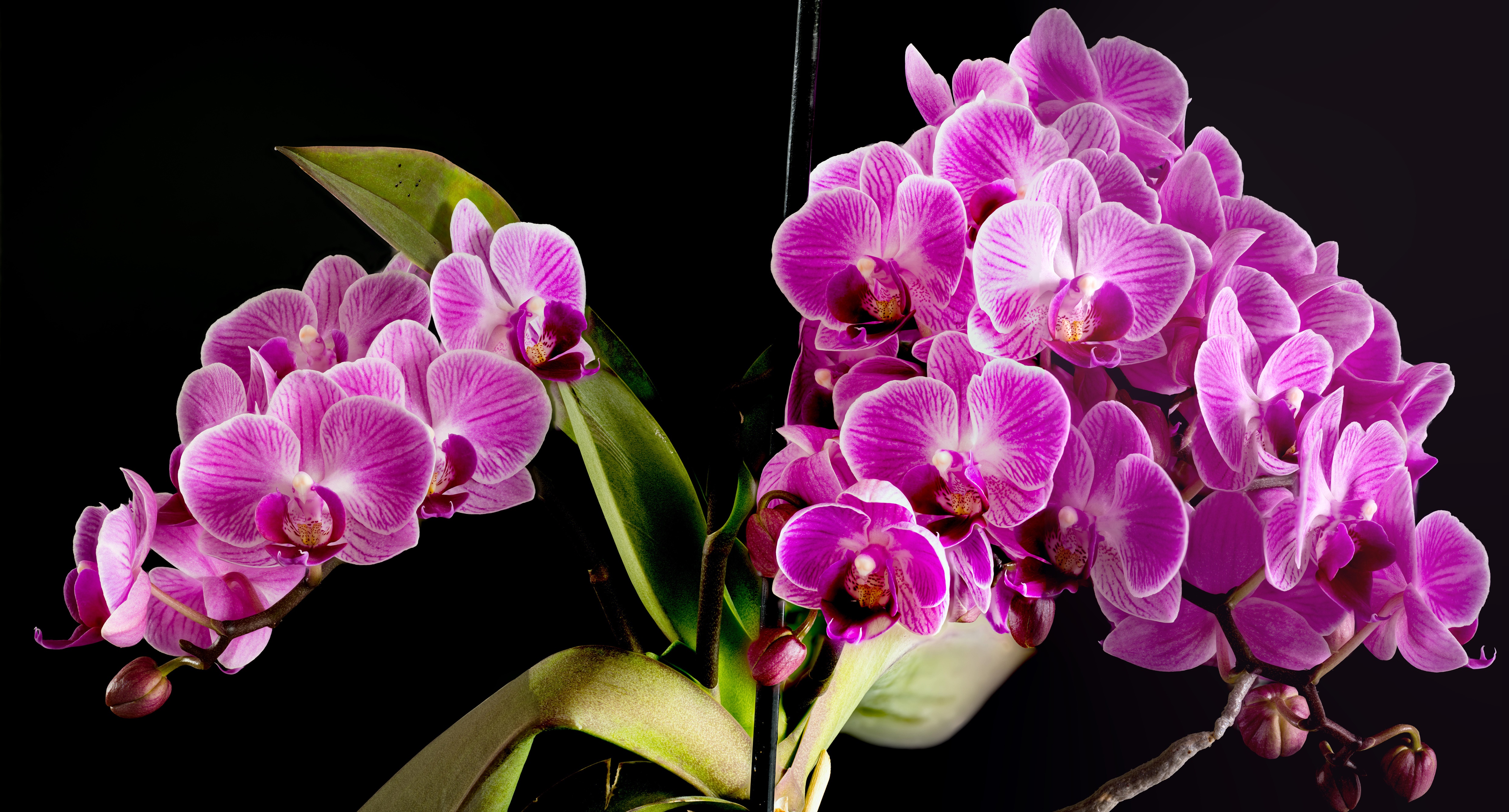 Pink Orchids with Black Background HD Wallpaper