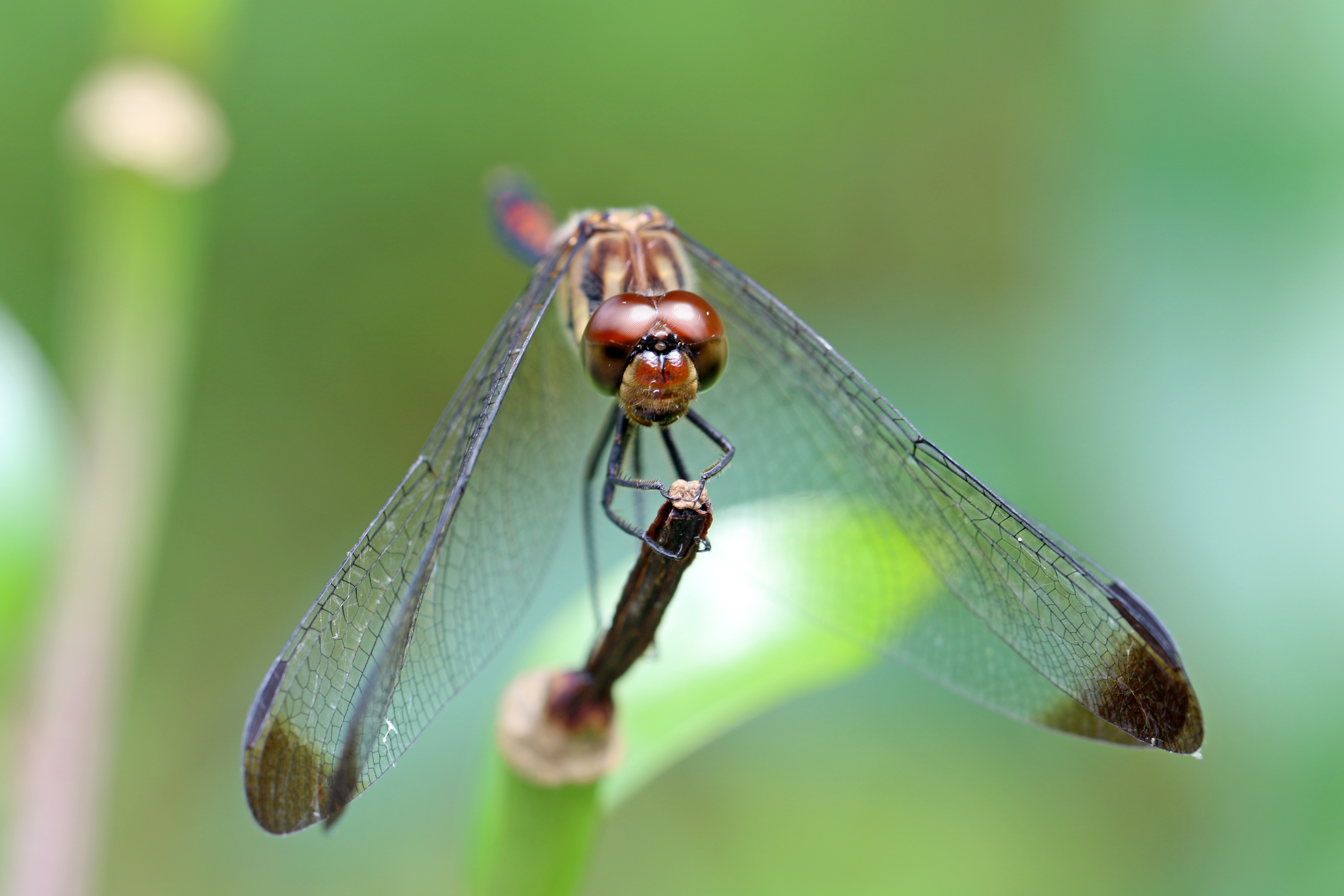 Dragonfly Closeup on a Stem HD Wallpaper