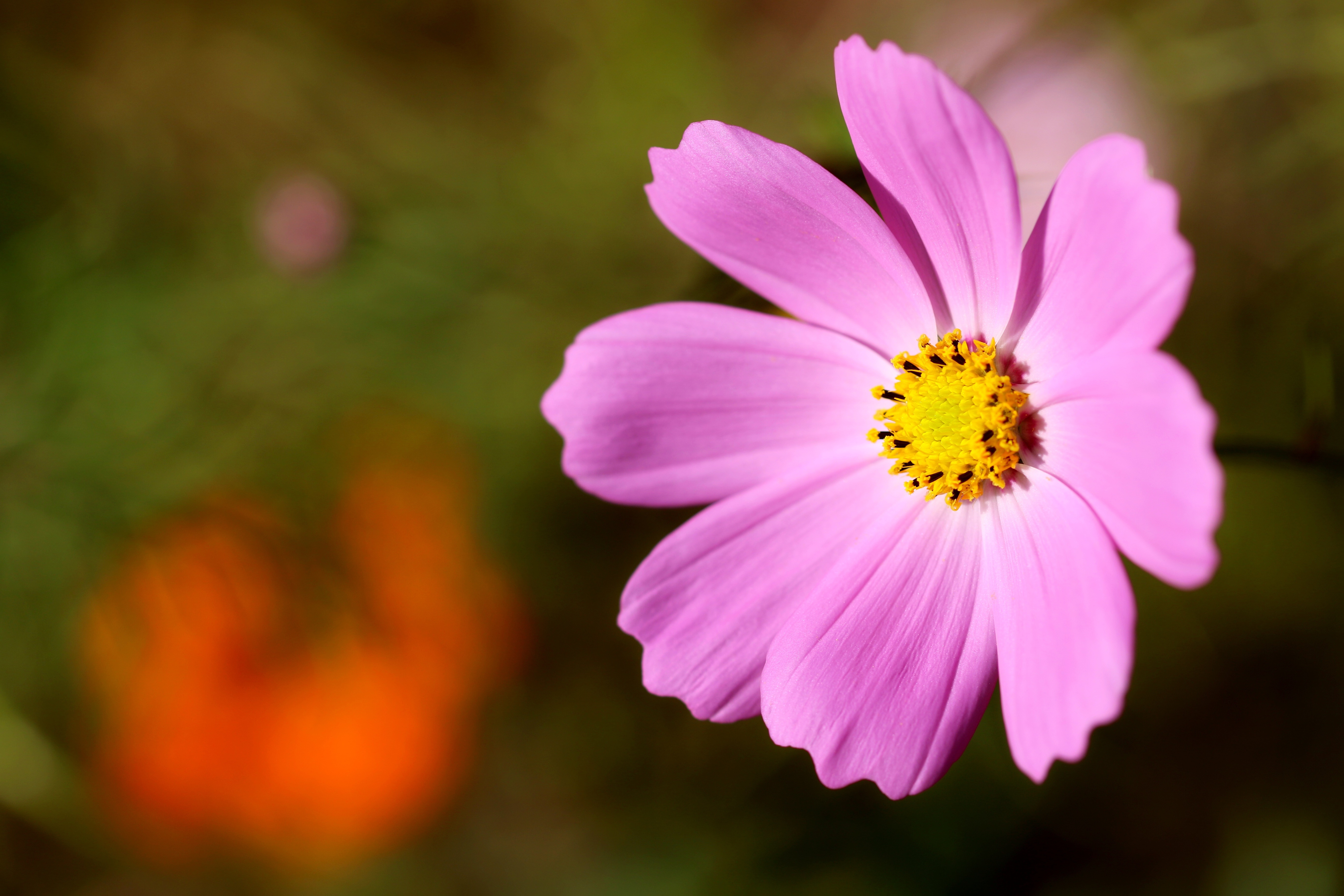 Pink Cosmos Flower Closeup HD Wallpaper
