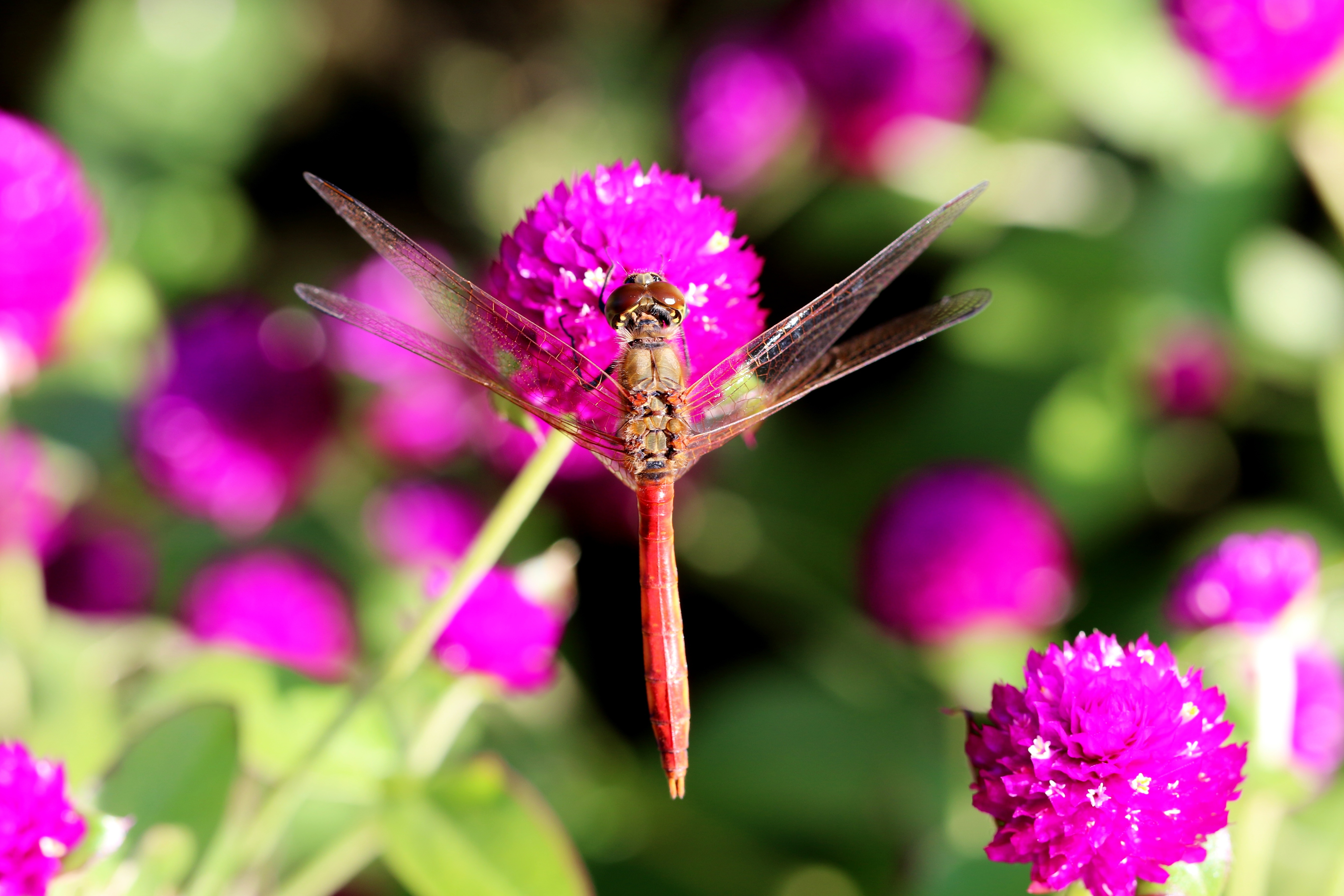 Dragonfly on a purple flower HD Wallpaper