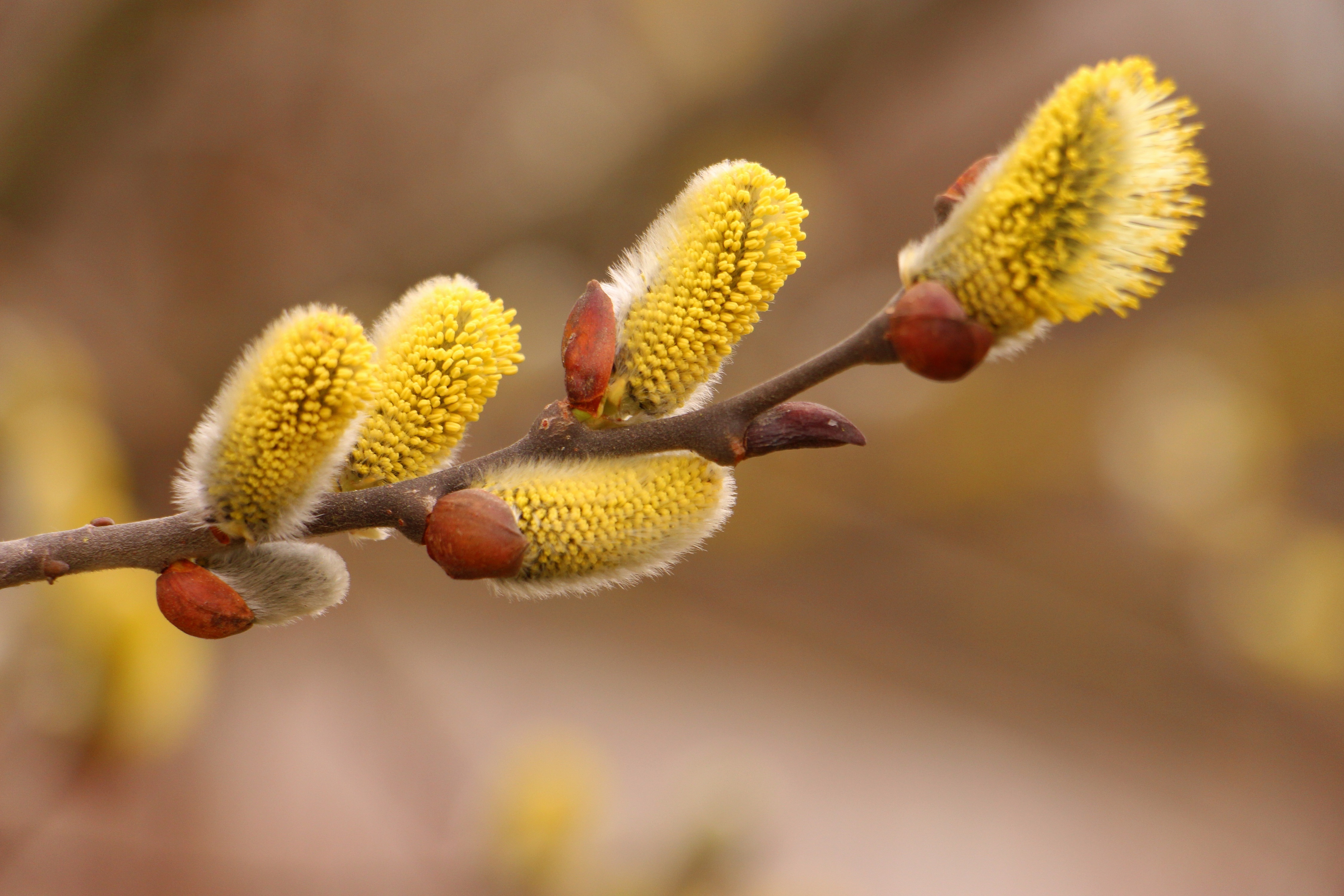 Pussy Willow Branches with Yellow Catkins HD Wallpaper