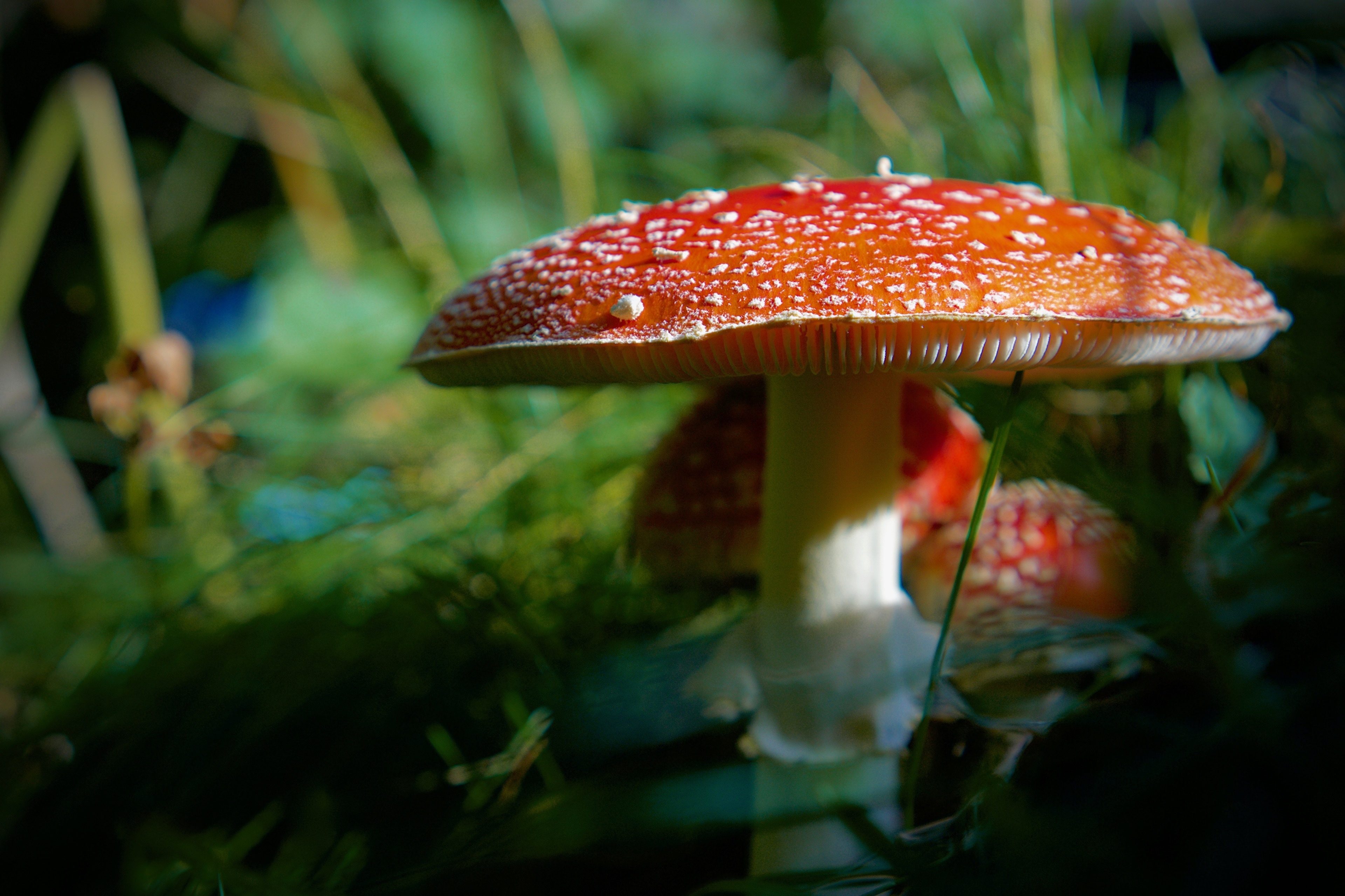 Amanita Muscaria Mushrooms in Nature HD Wallpaper