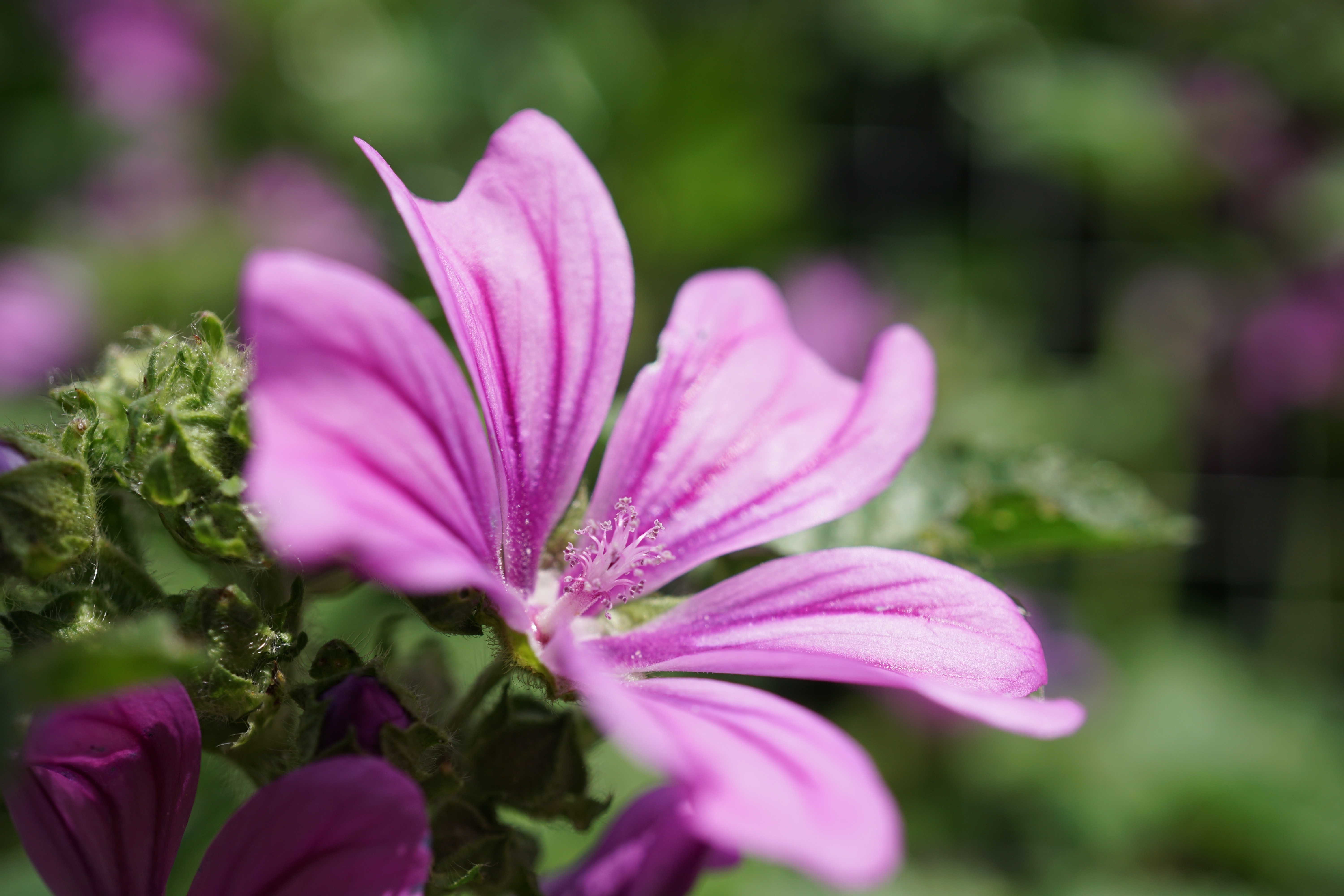 Closeup of a Pink Malva Flower with Bokeh HD Wallpaper