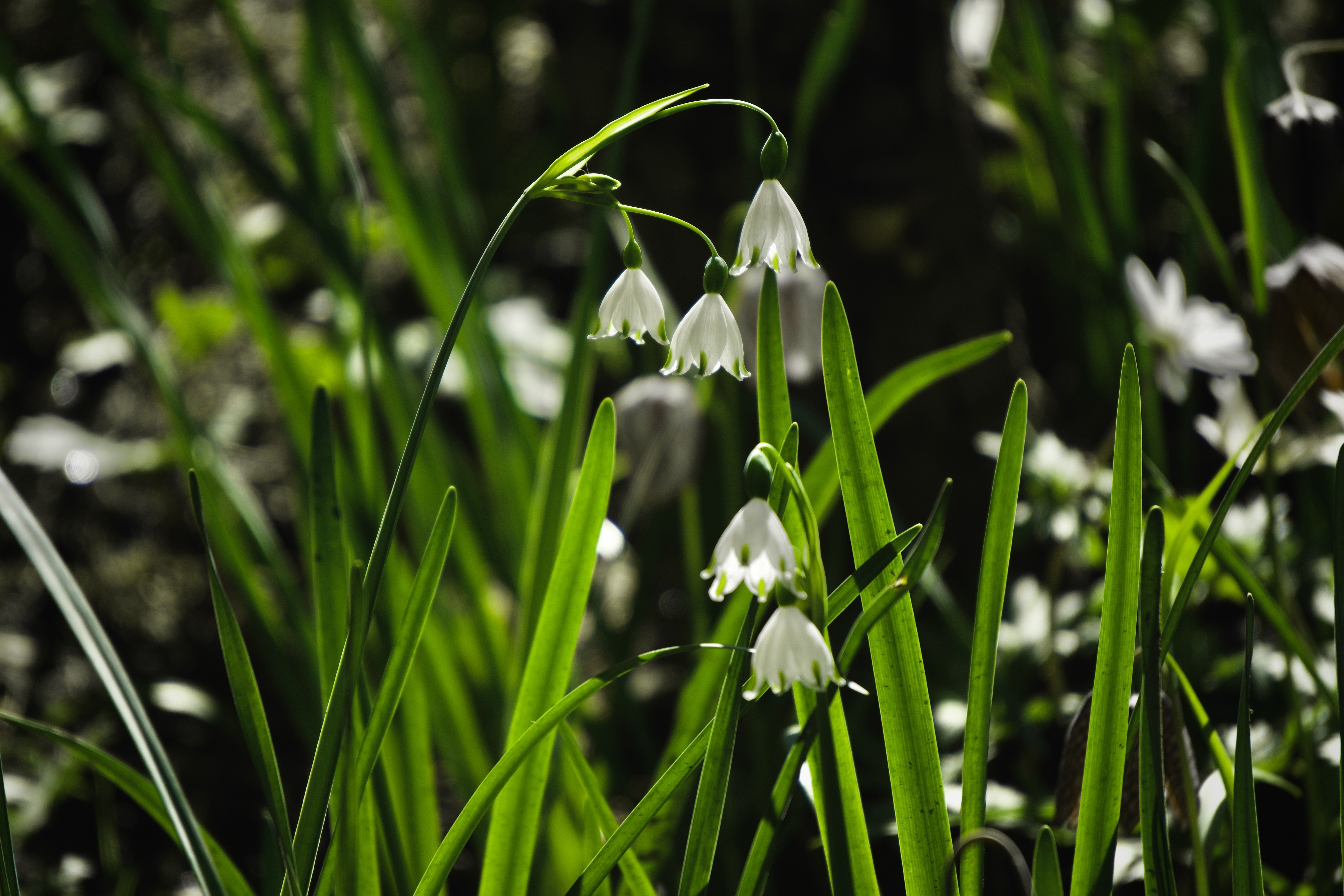 White Leucojum Snowflake Flowers in Grass HD Wallpaper