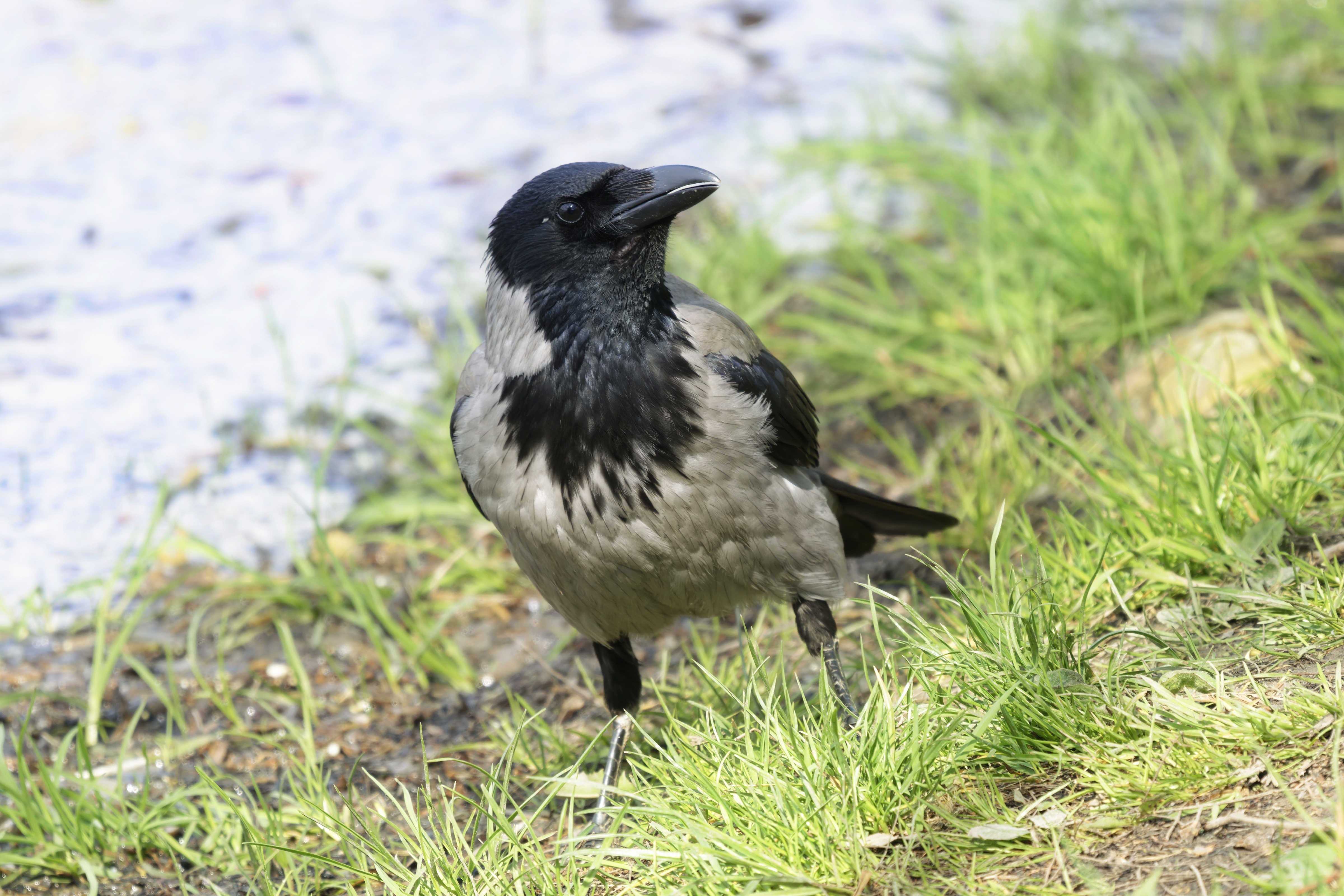 Hooded Crow on Grass by Water HD Wallpaper