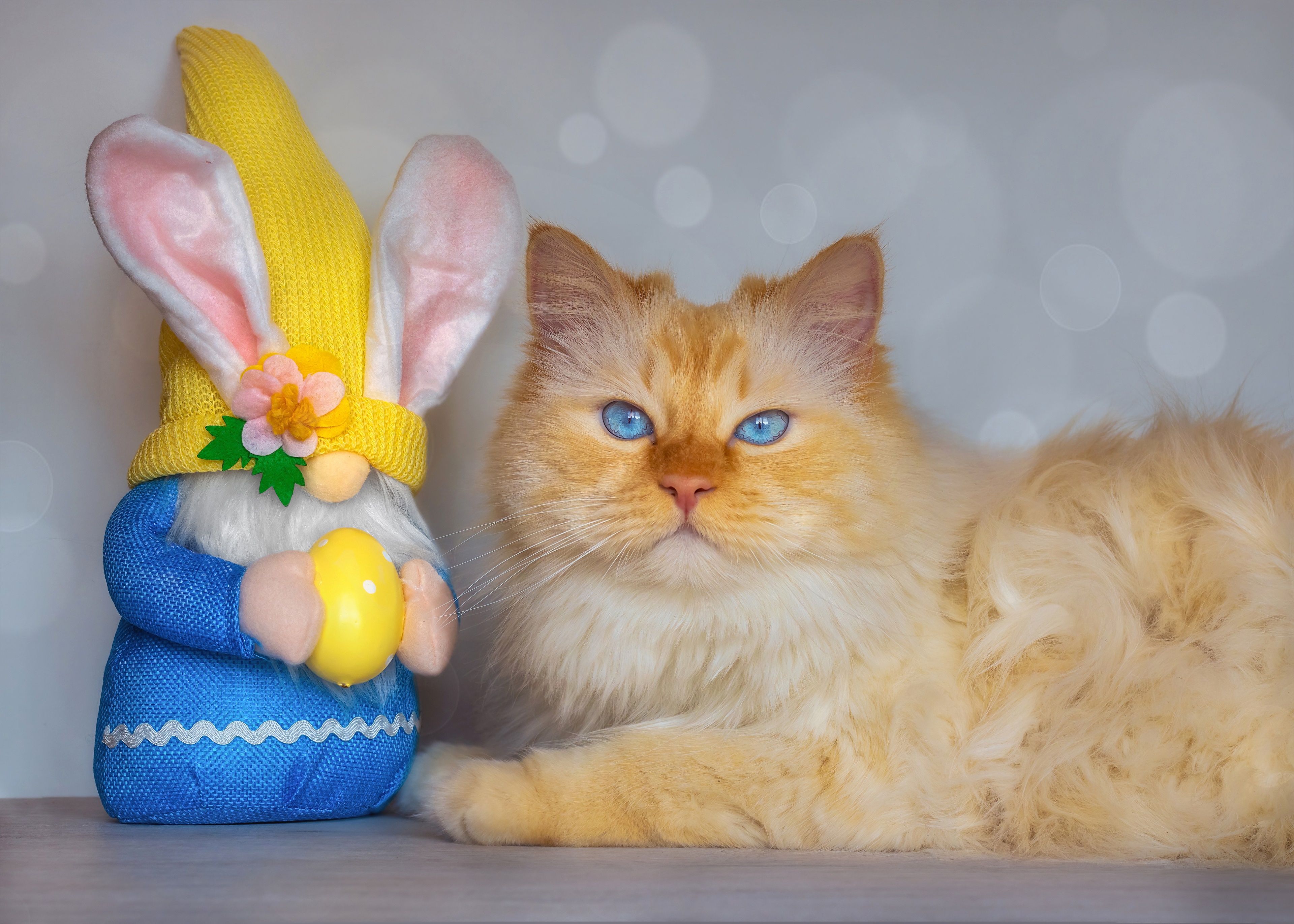 Easter Gnome and Cat with Blue Eyes HD Wallpaper