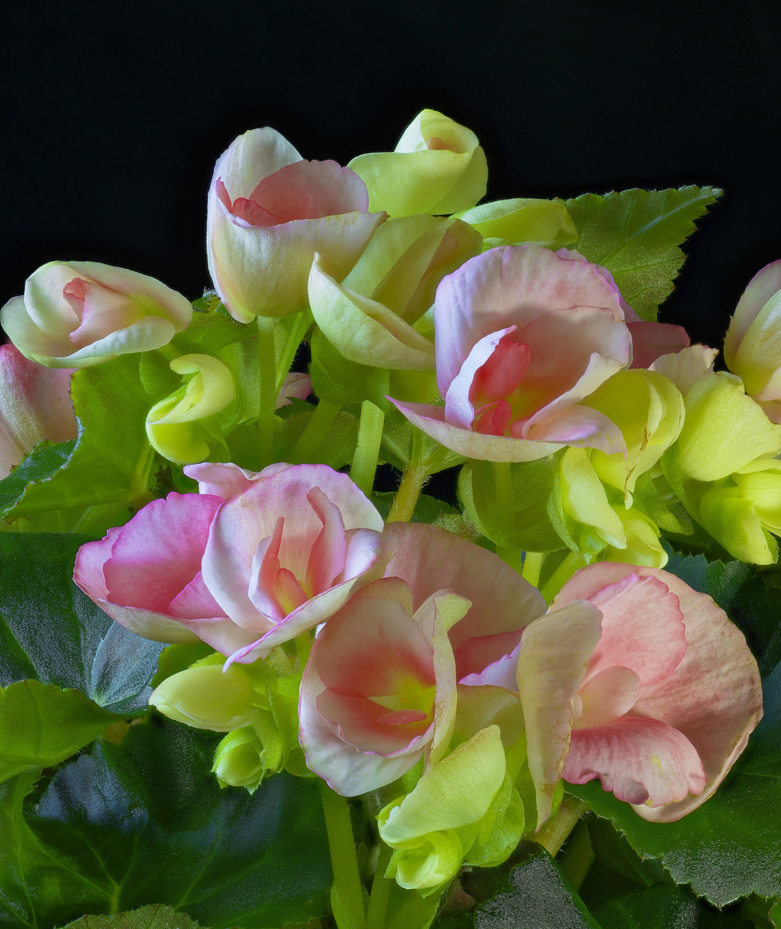 Close-up of pink and yellow Begonia flowers HD Wallpaper
