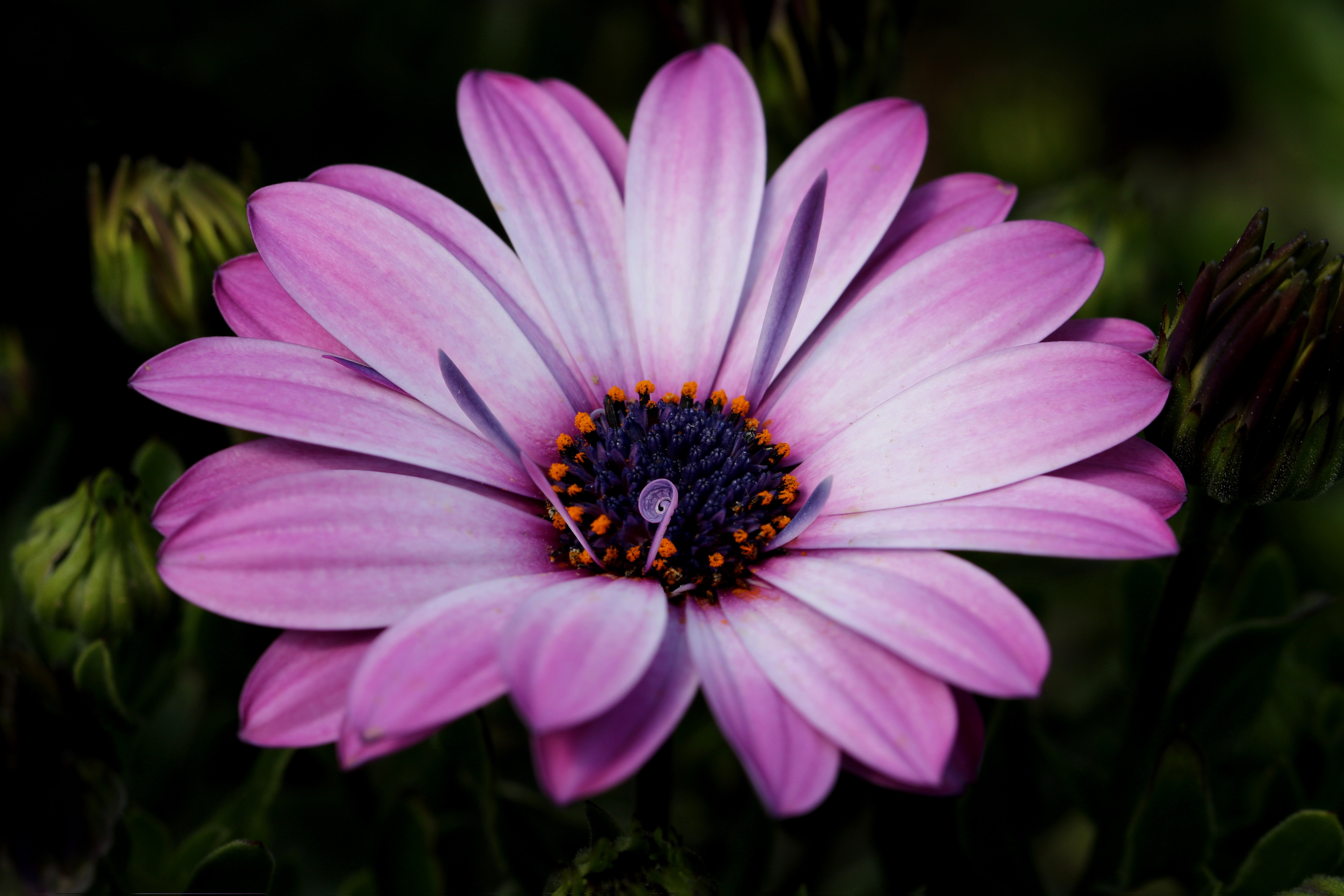 Closeup of a Violet Dimorphotheca flower HD Wallpaper
