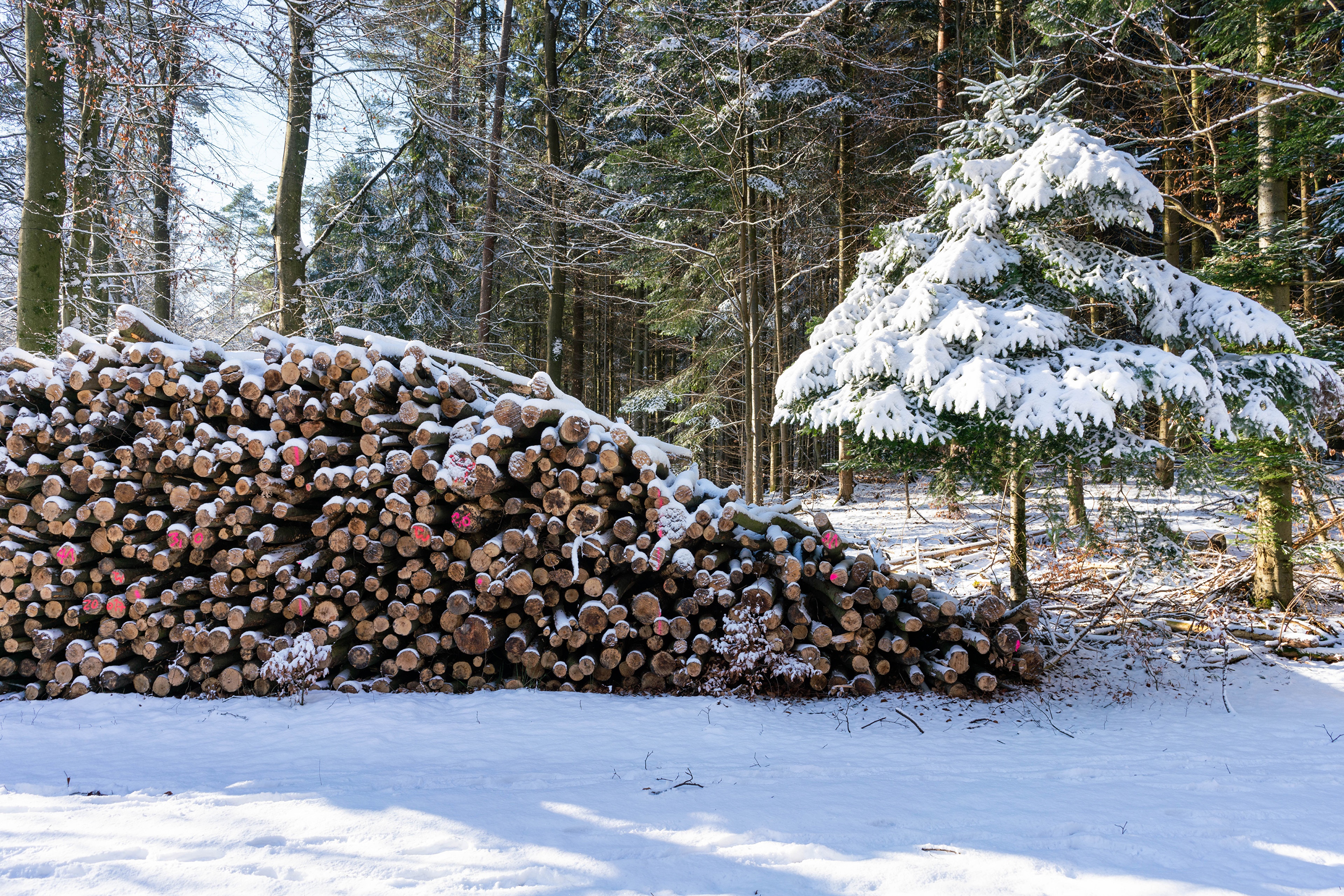 Wood logs and spruce tree in snowy forest HD Wallpaper
