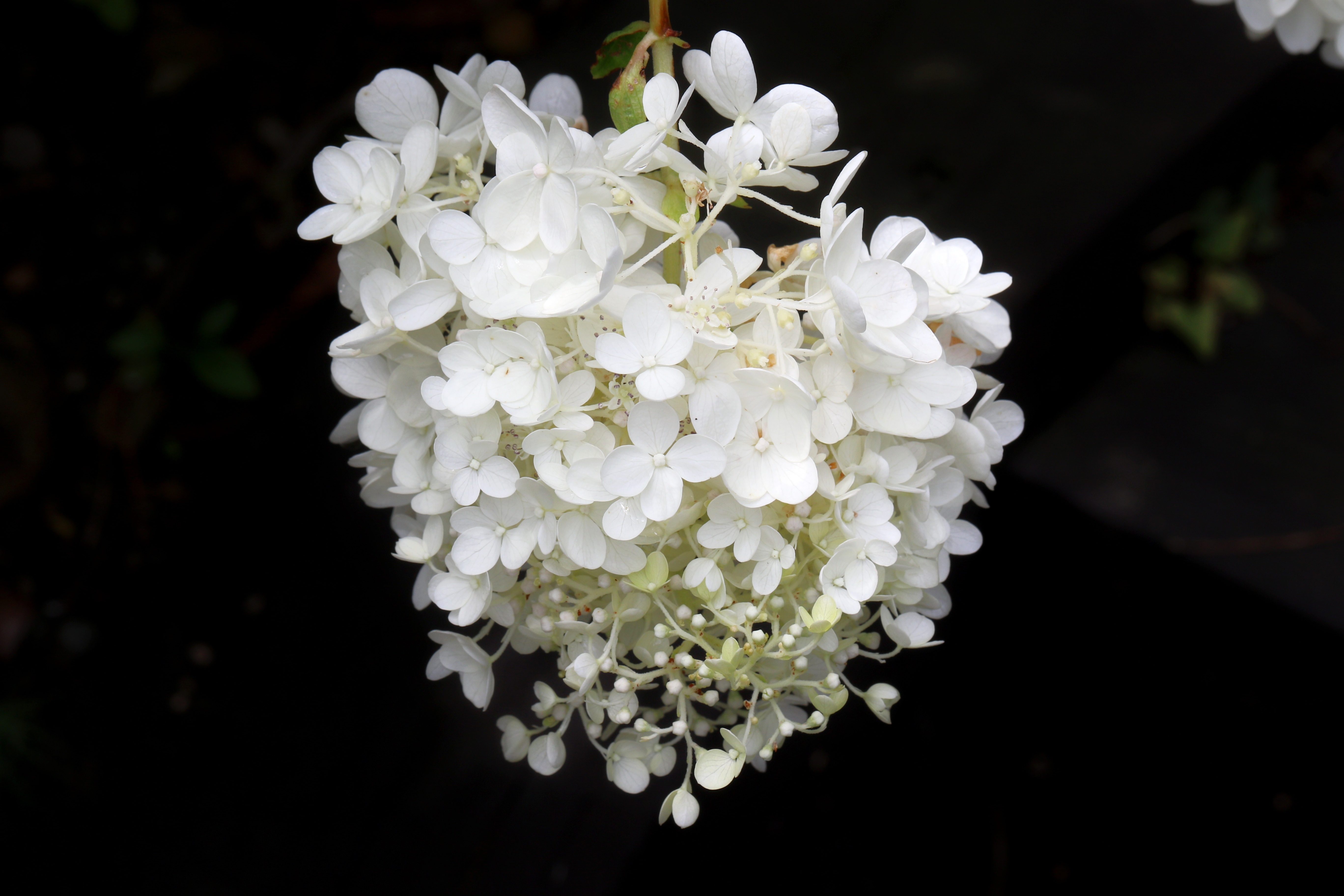 White Hydrangea Closeup HD Wallpaper