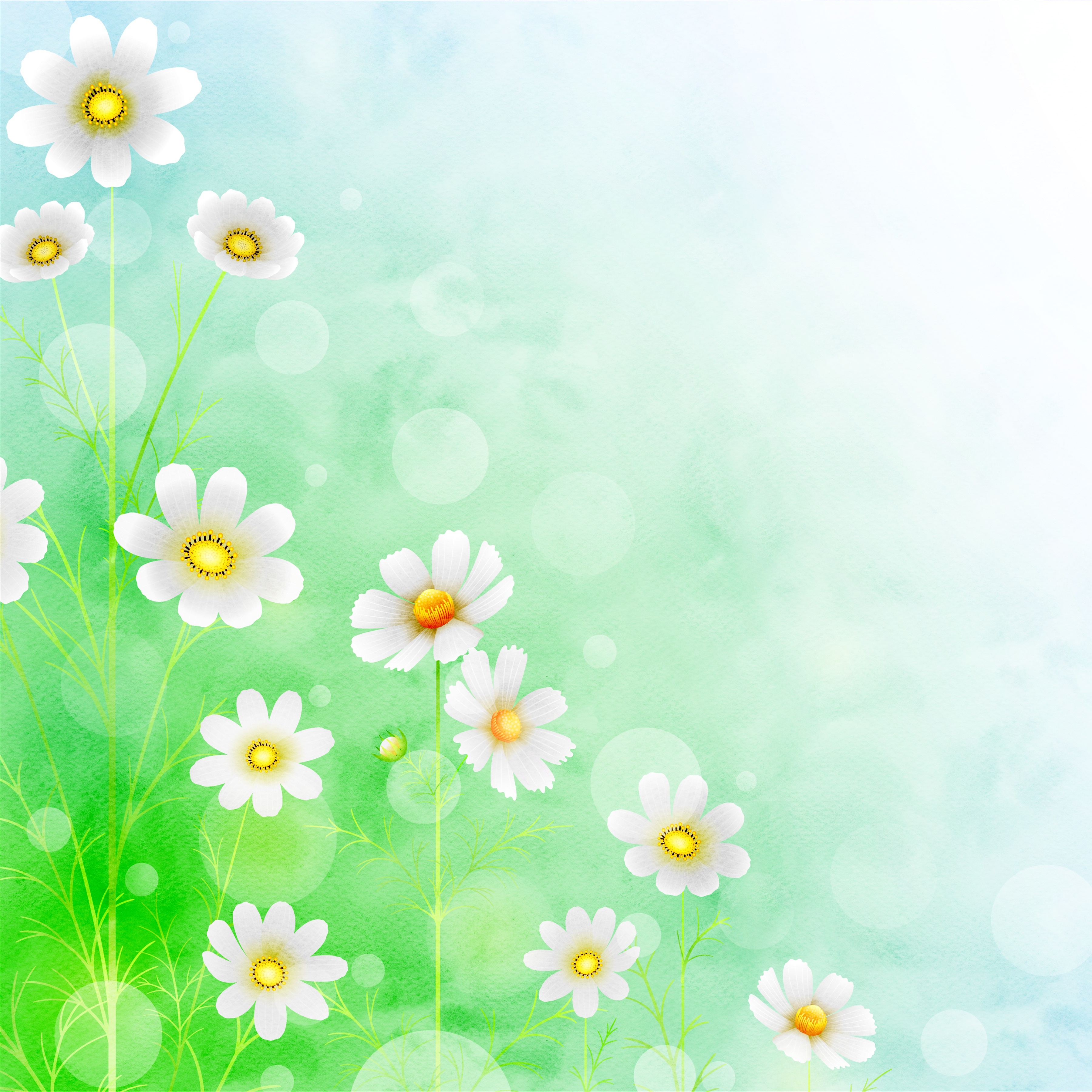 White Cosmos Flowers on Green and Blue Watercolor Background HD Wallpaper