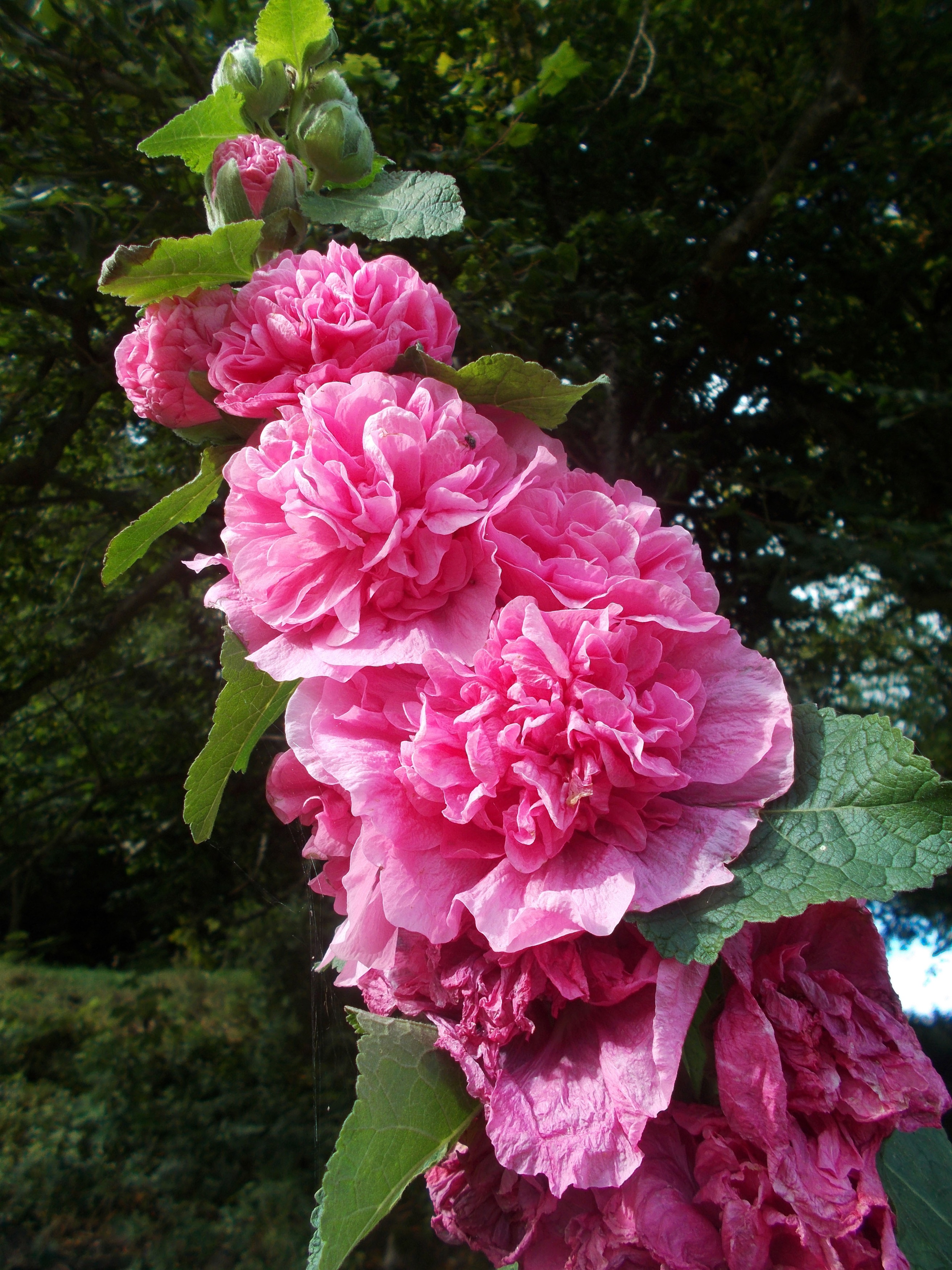 Pink double hollyhock flowers on a stalk HD Phone Wallpaper