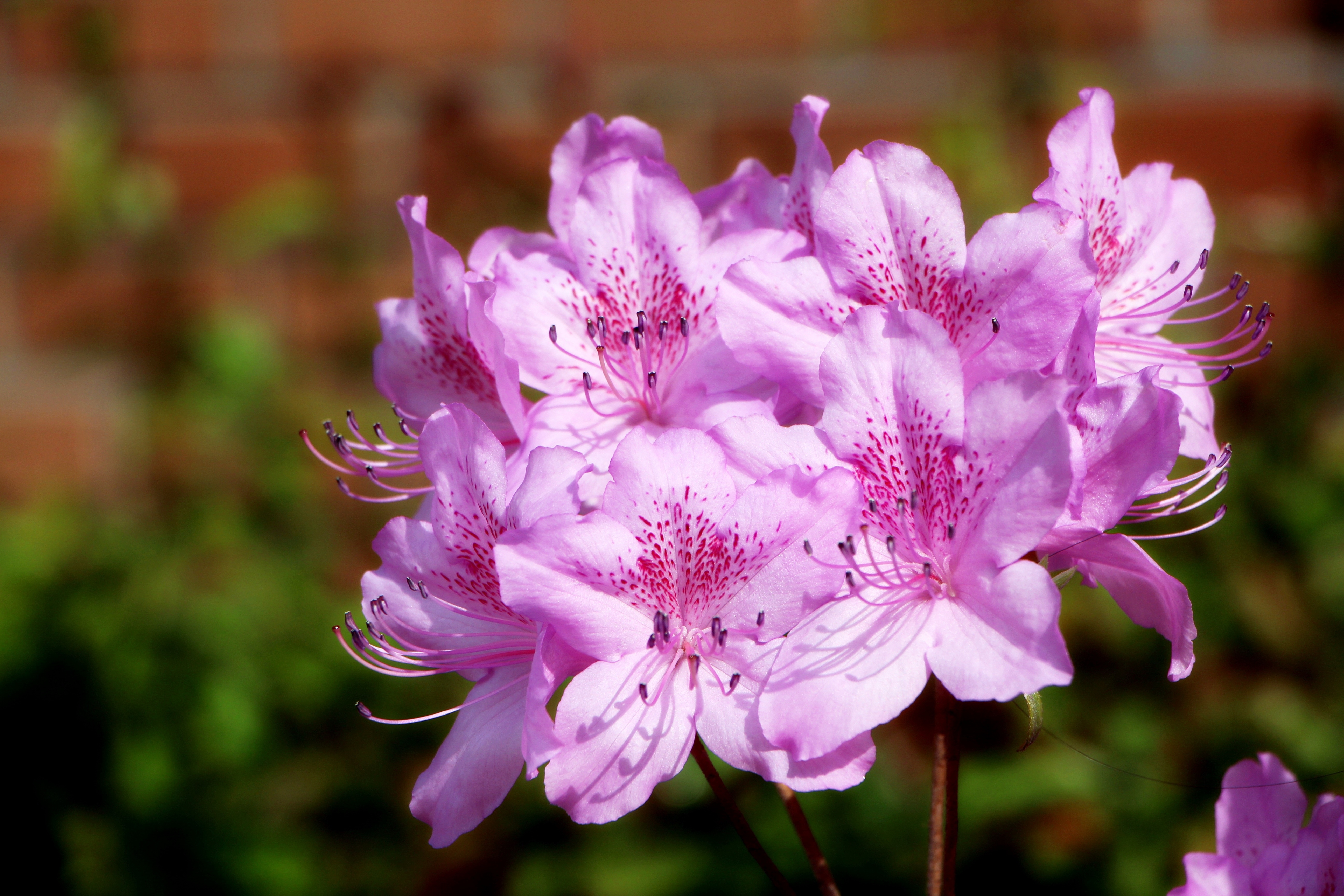 Pink Azalea flowers with brick and foliage background HD Wallpaper