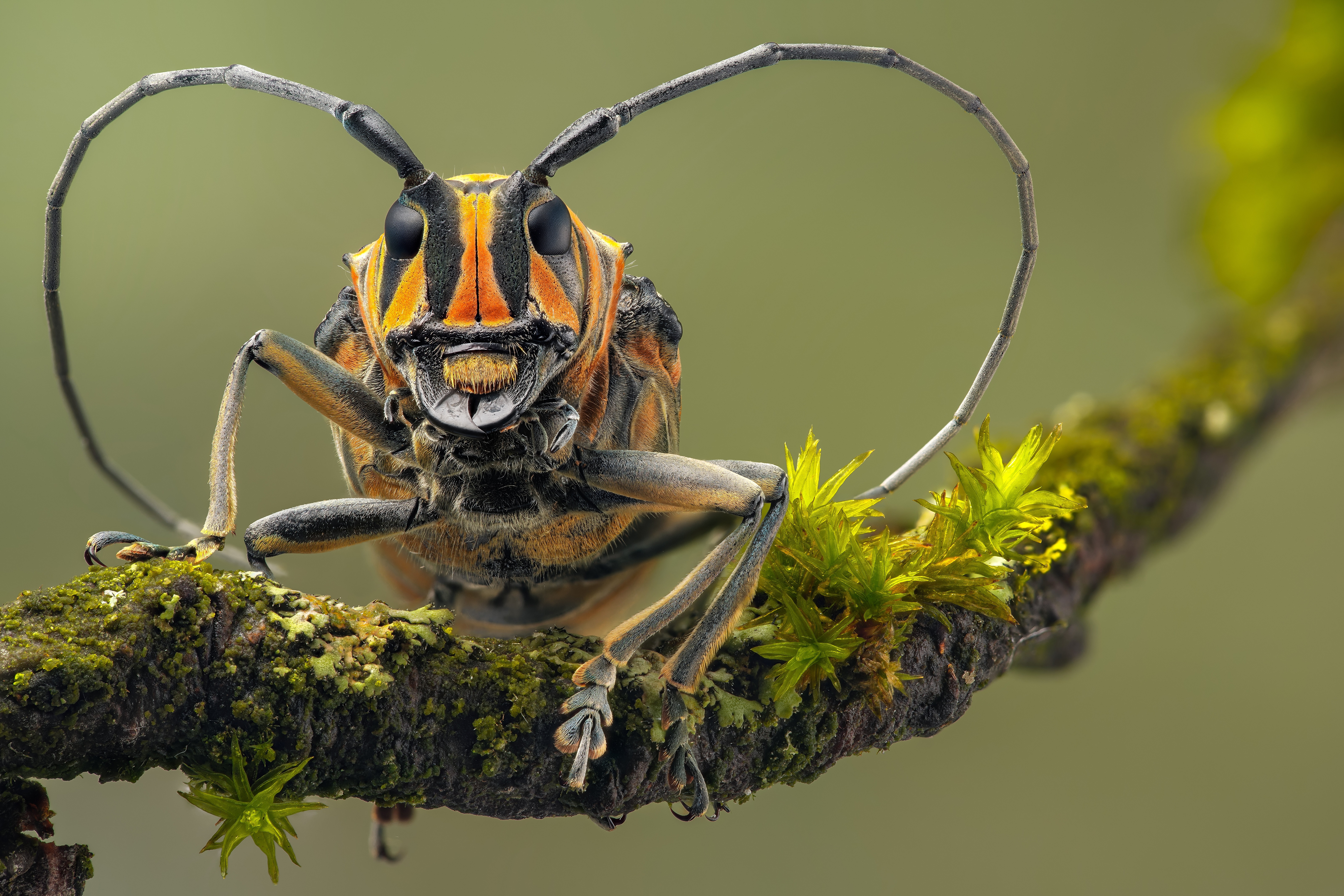 Longhorn beetle on a mossy branch HD Wallpaper