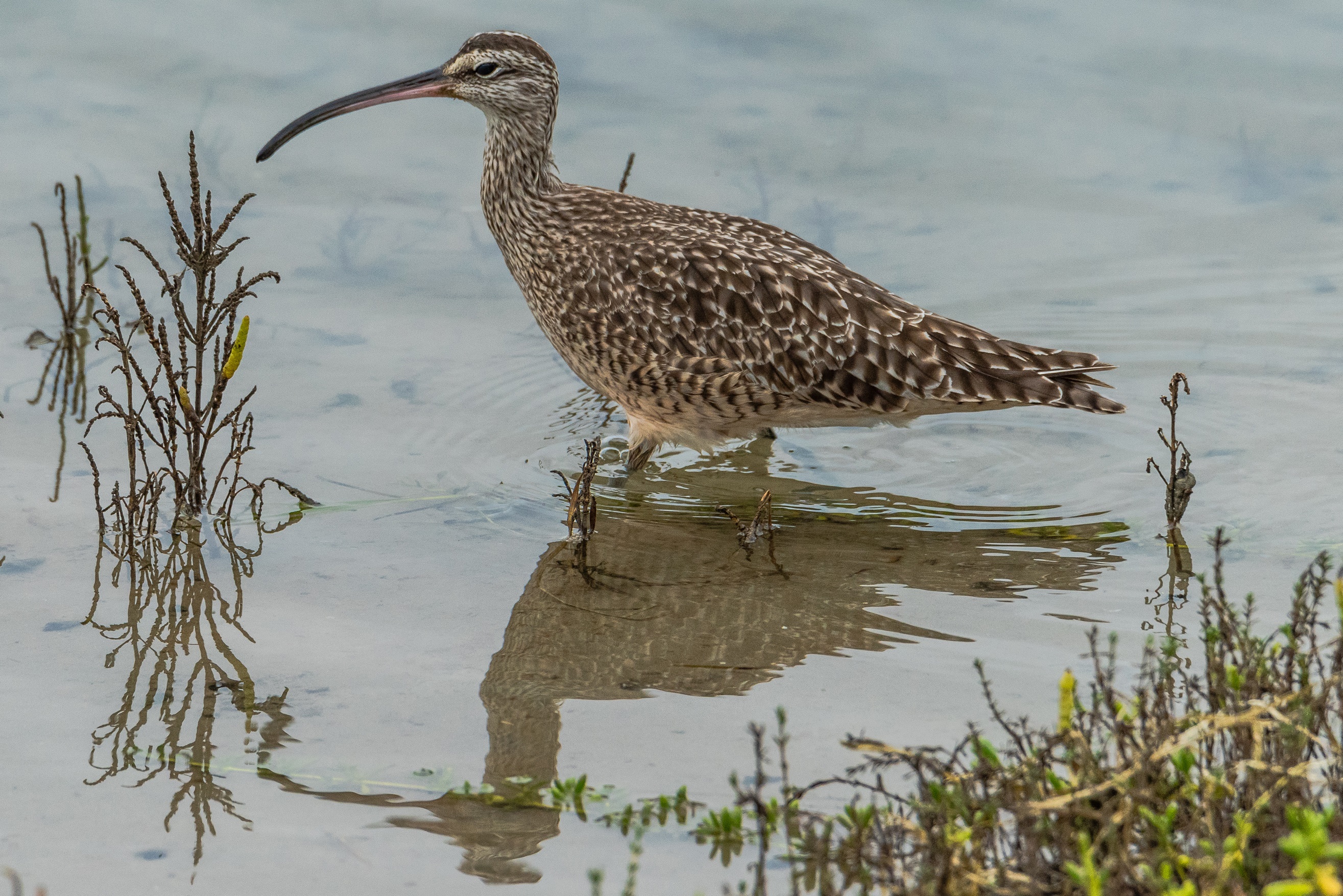 Long-Billed Curlew wading in shallow water HD Wallpaper