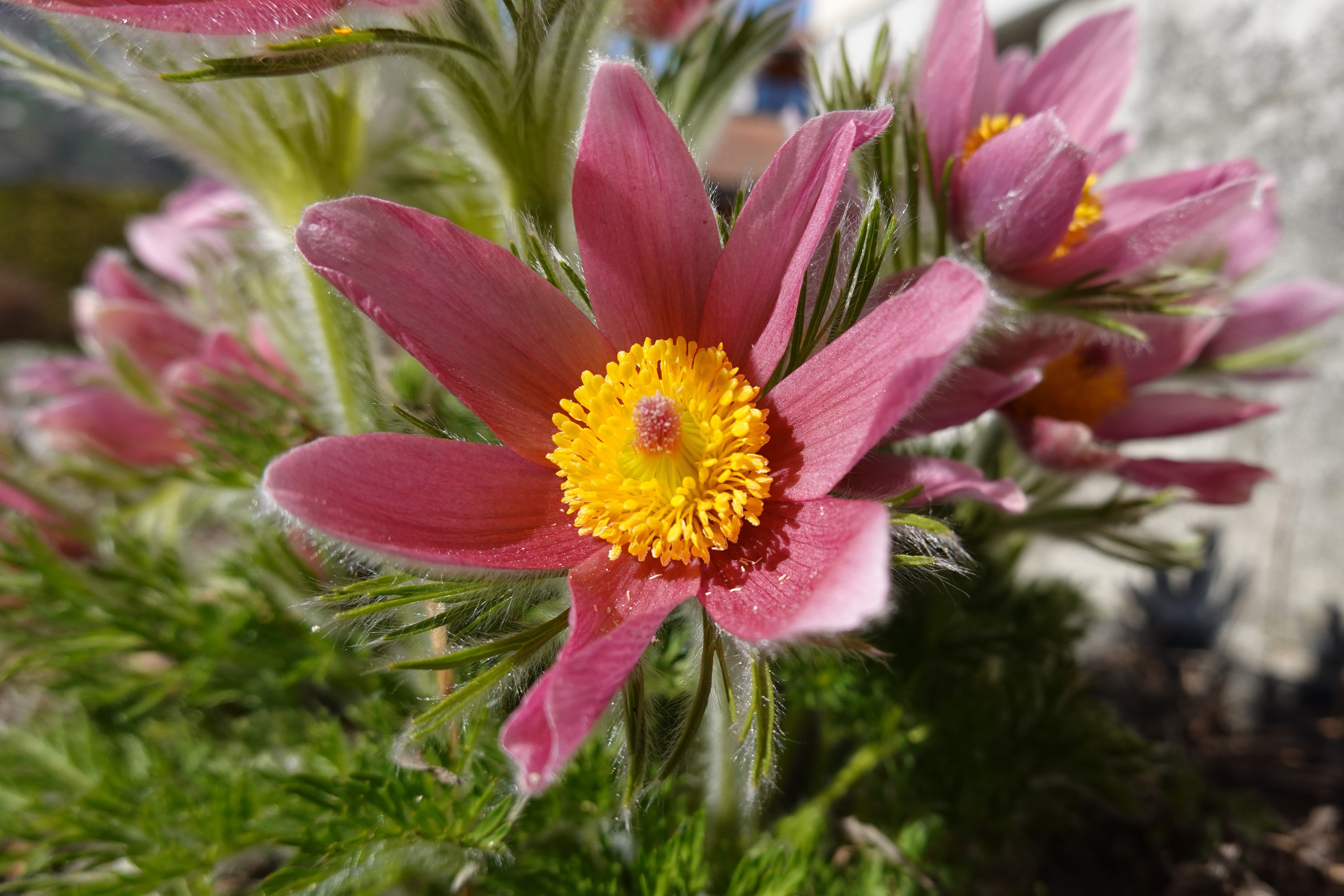 4K Closeup of Pink Pulsatilla flowers with Bokeh HD Wallpaper