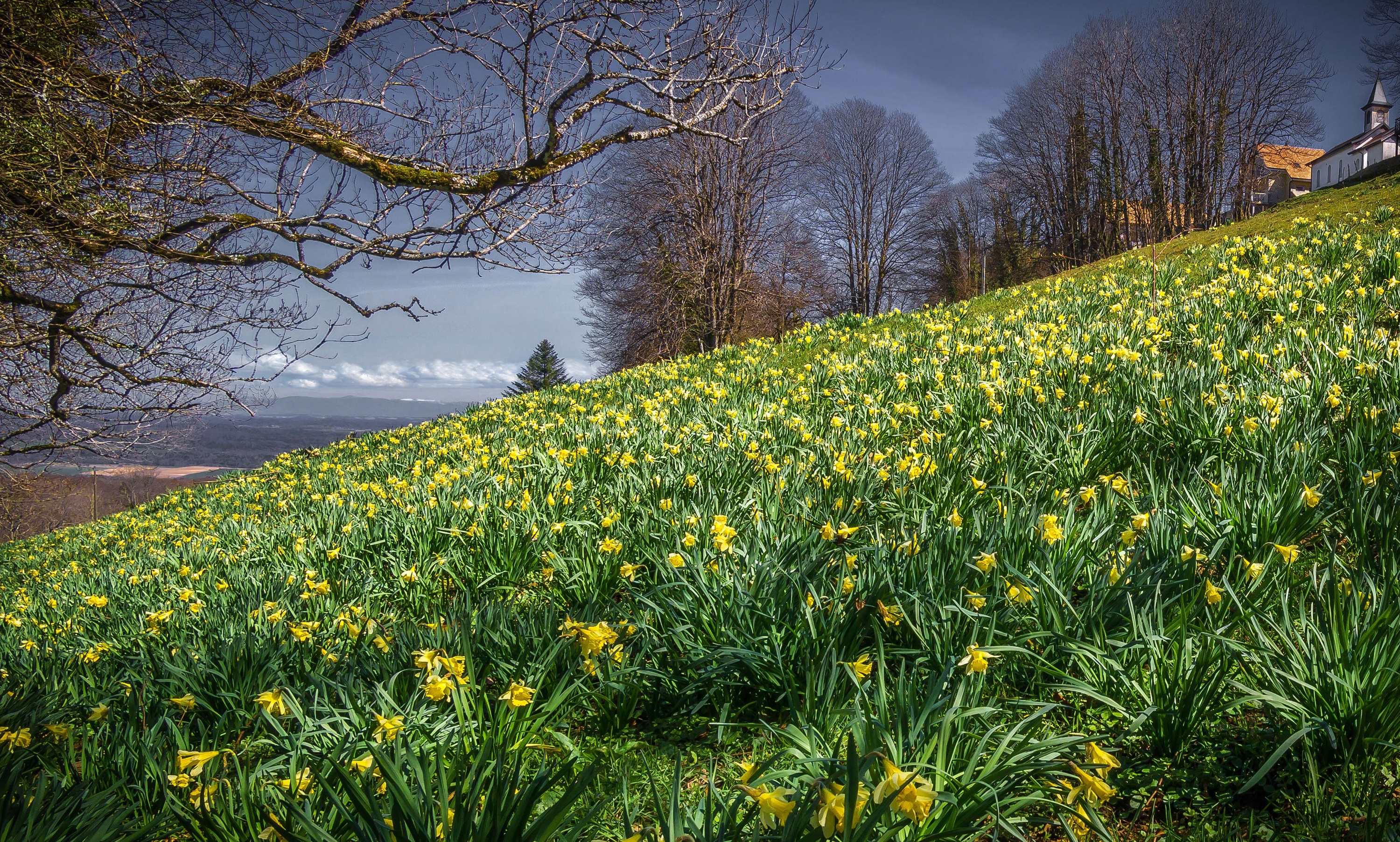 Field of Daffodils on a Hillside with Trees and a Building HD Wallpaper