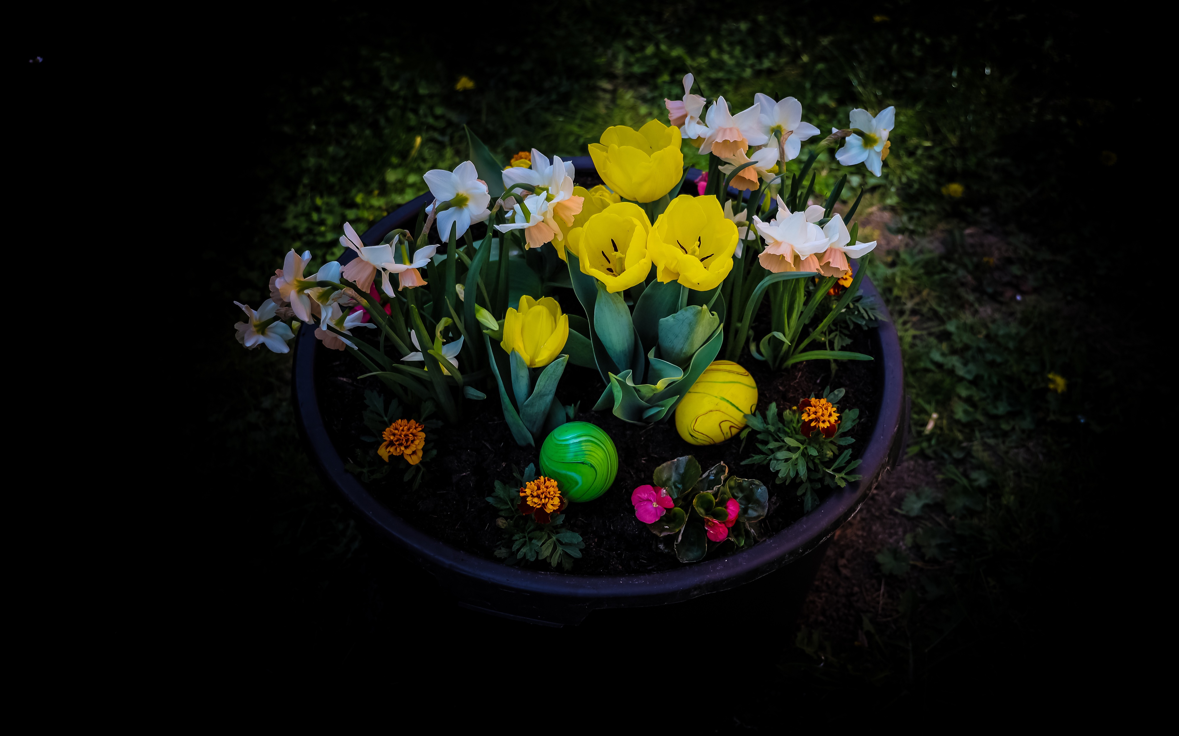 Easter flower pot with tulips, daffodils, and eggs HD Wallpaper