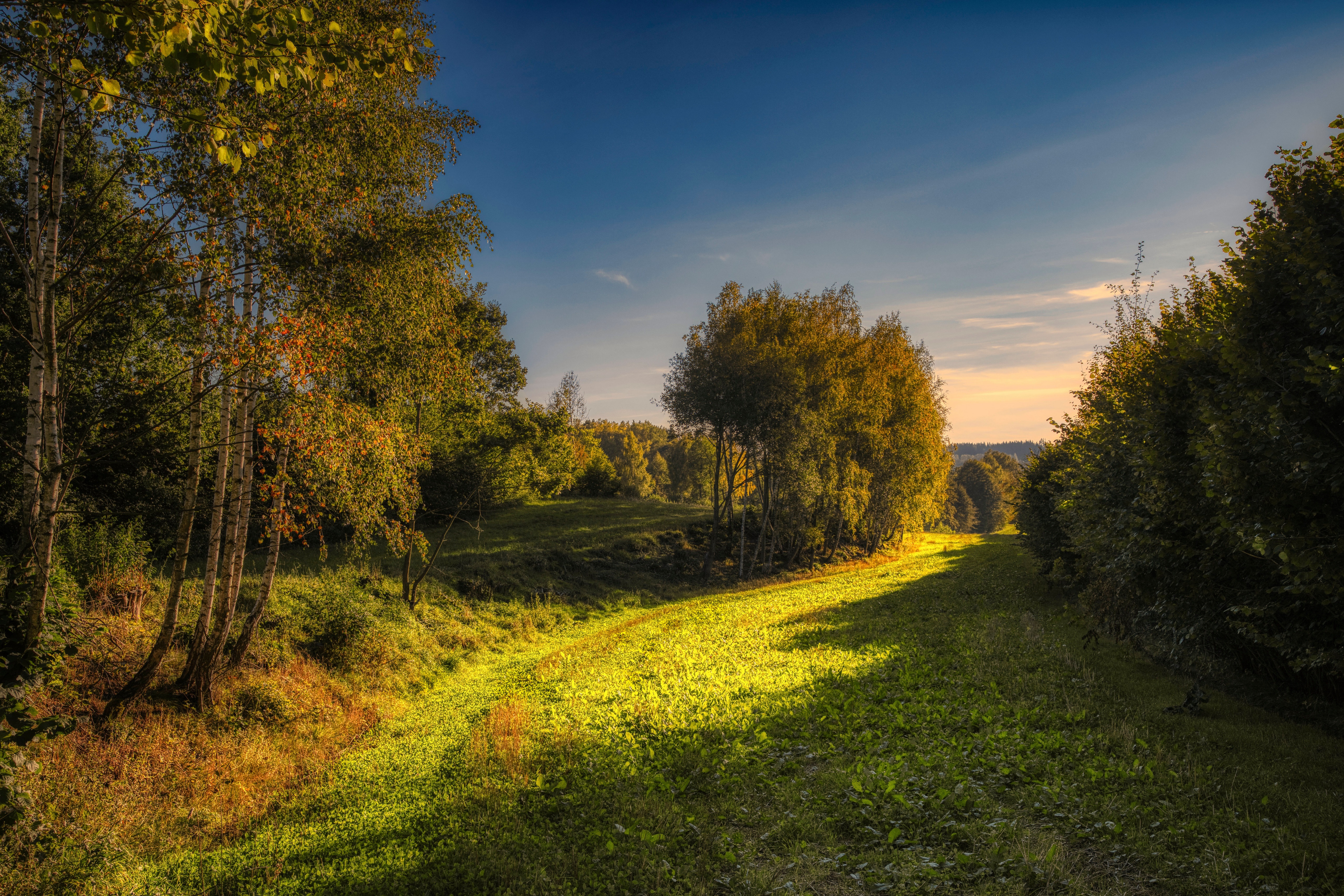 Sunlit path through a forest with trees and grass HD Wallpaper