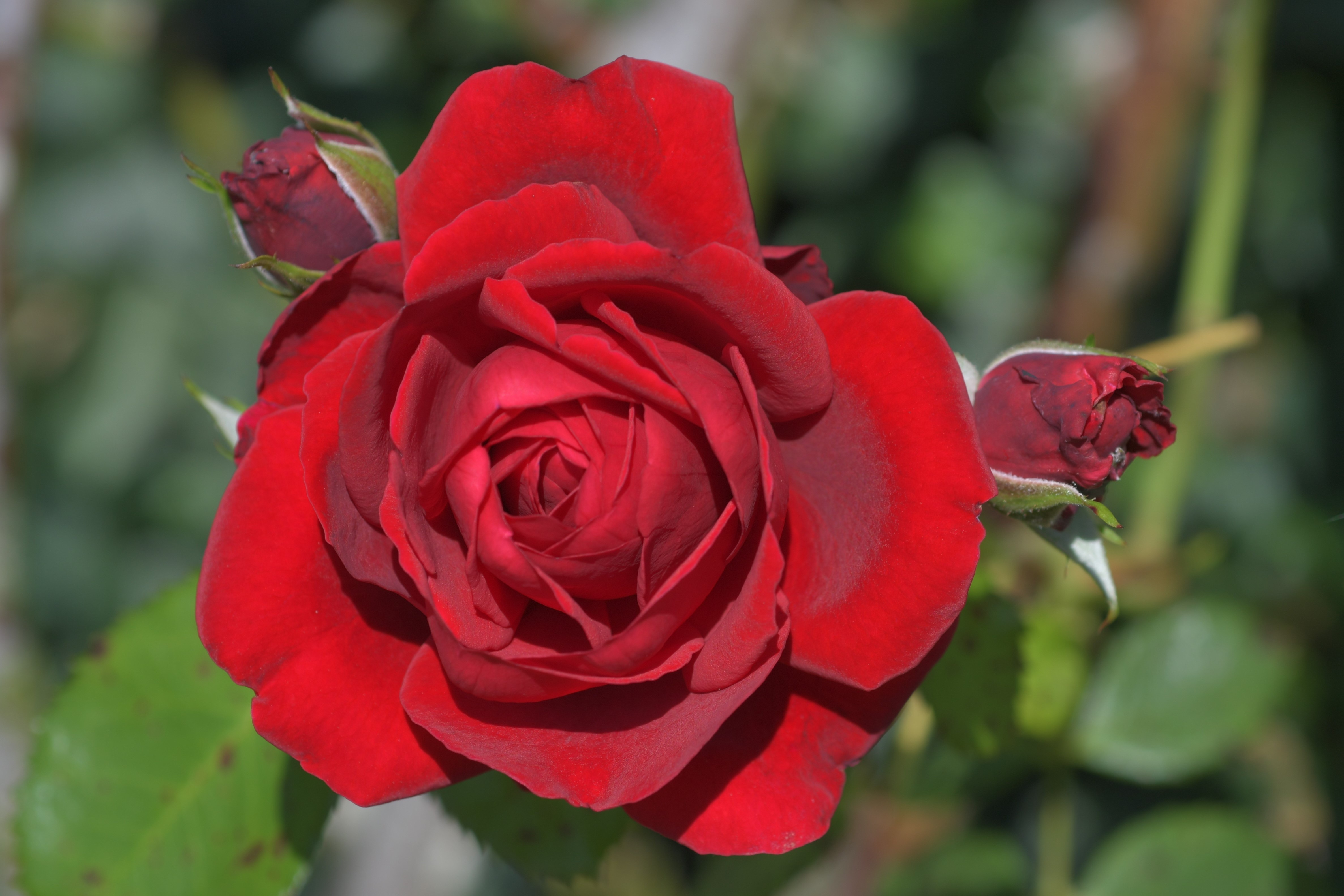 Red Rose with Buds HD Wallpaper