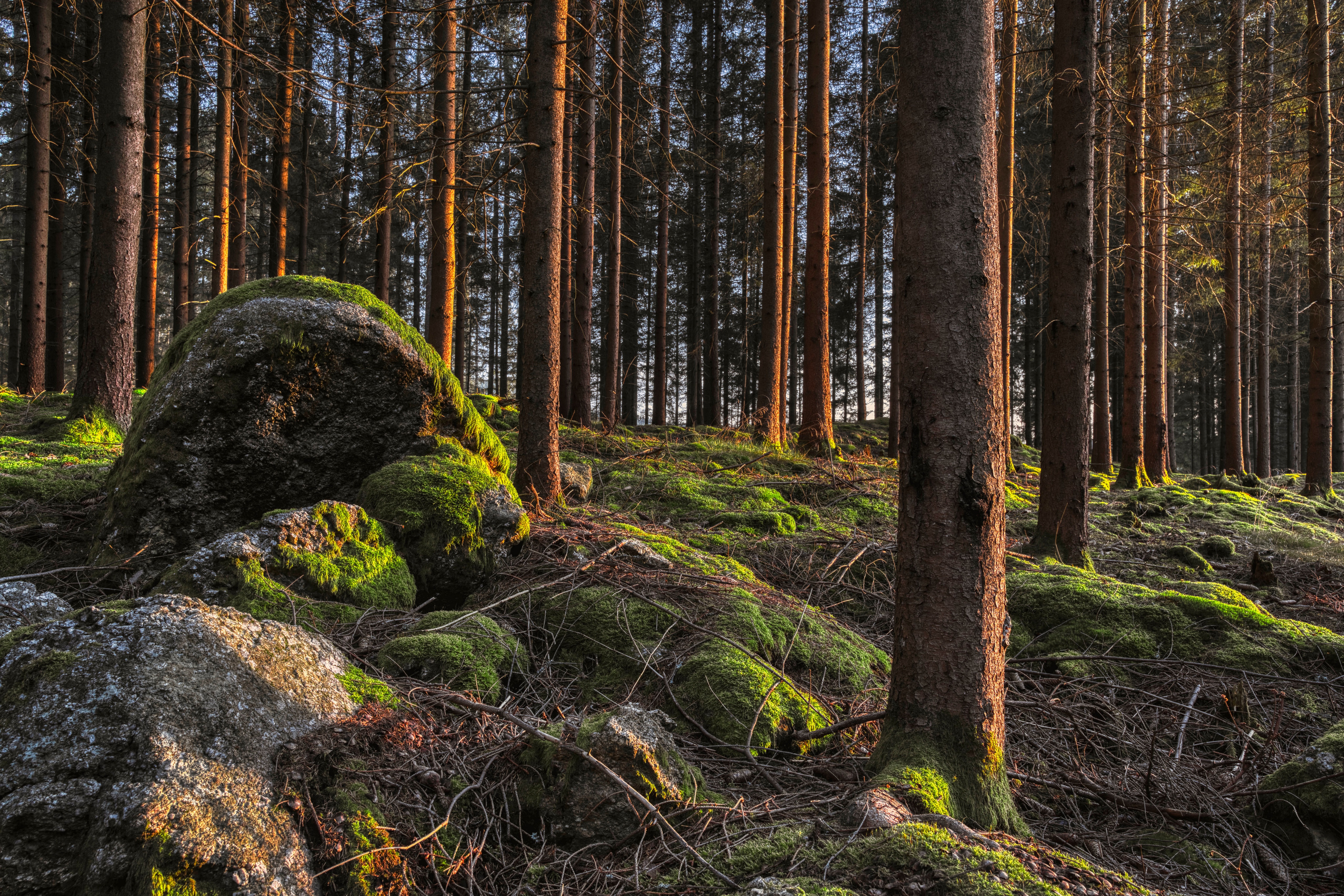 Forest with moss-covered stones and trees HD Wallpaper