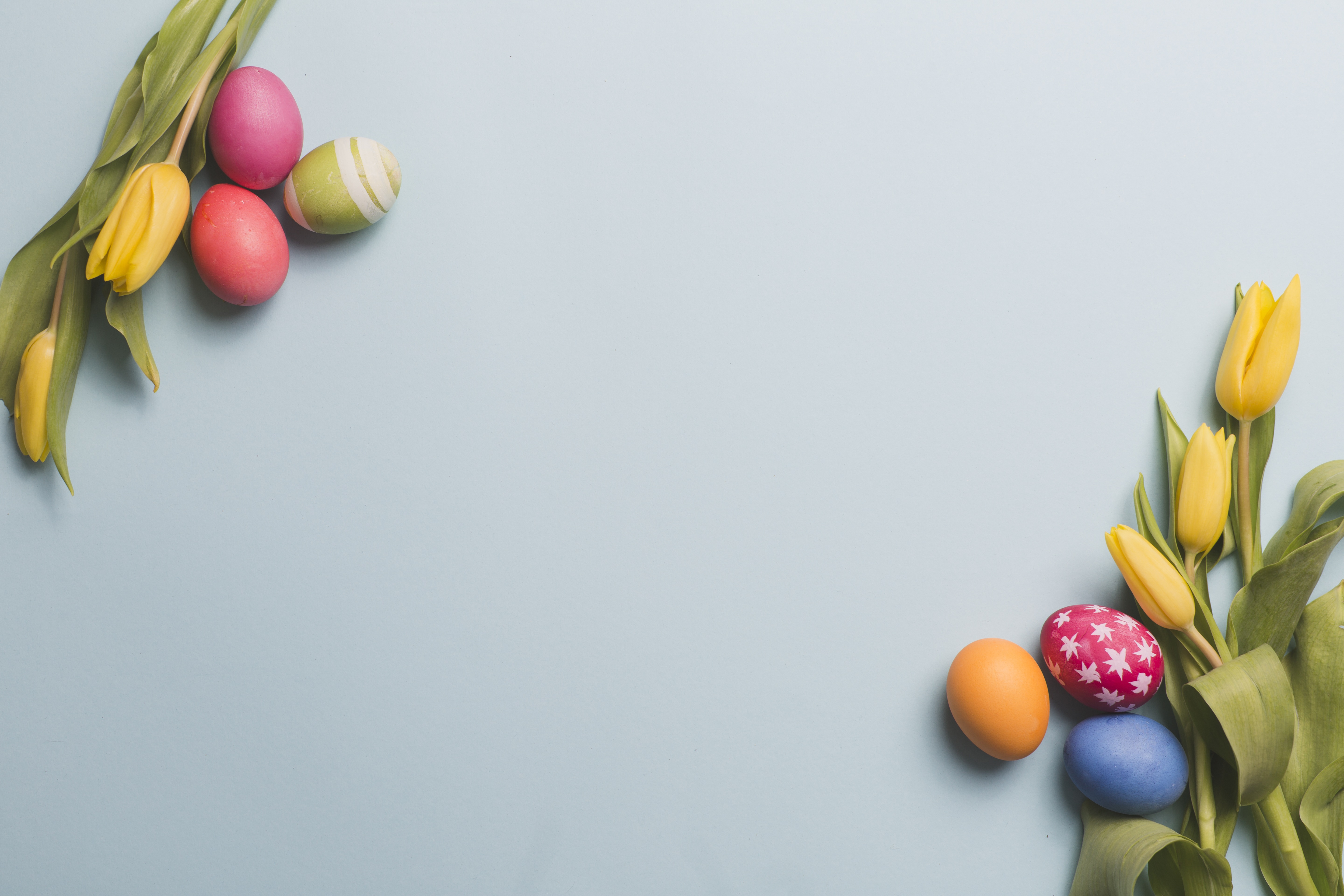 Easter Tulips and Eggs on Gray Background HD Wallpaper