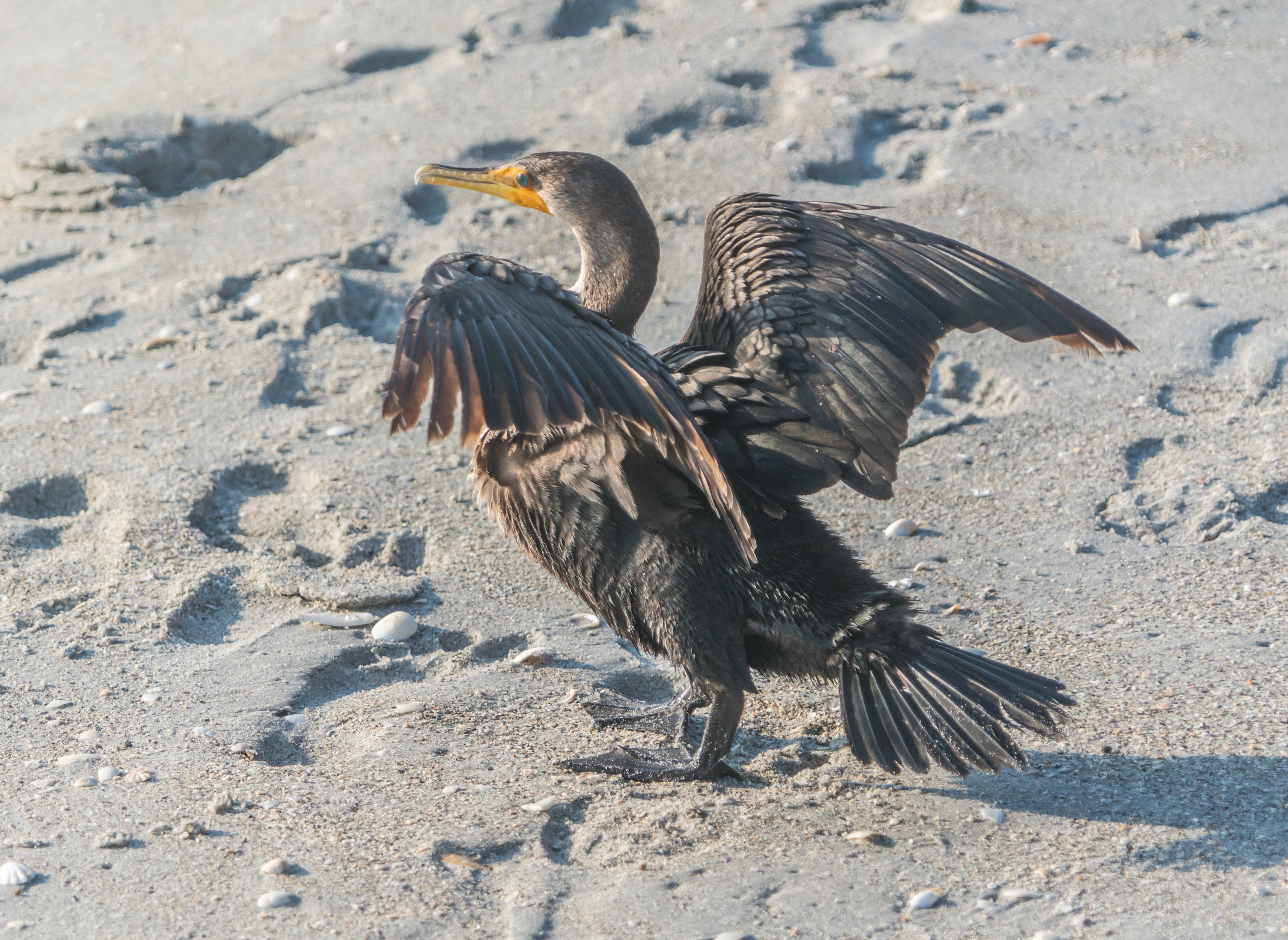 Cormorant bird on sand with footprints HD Wallpaper