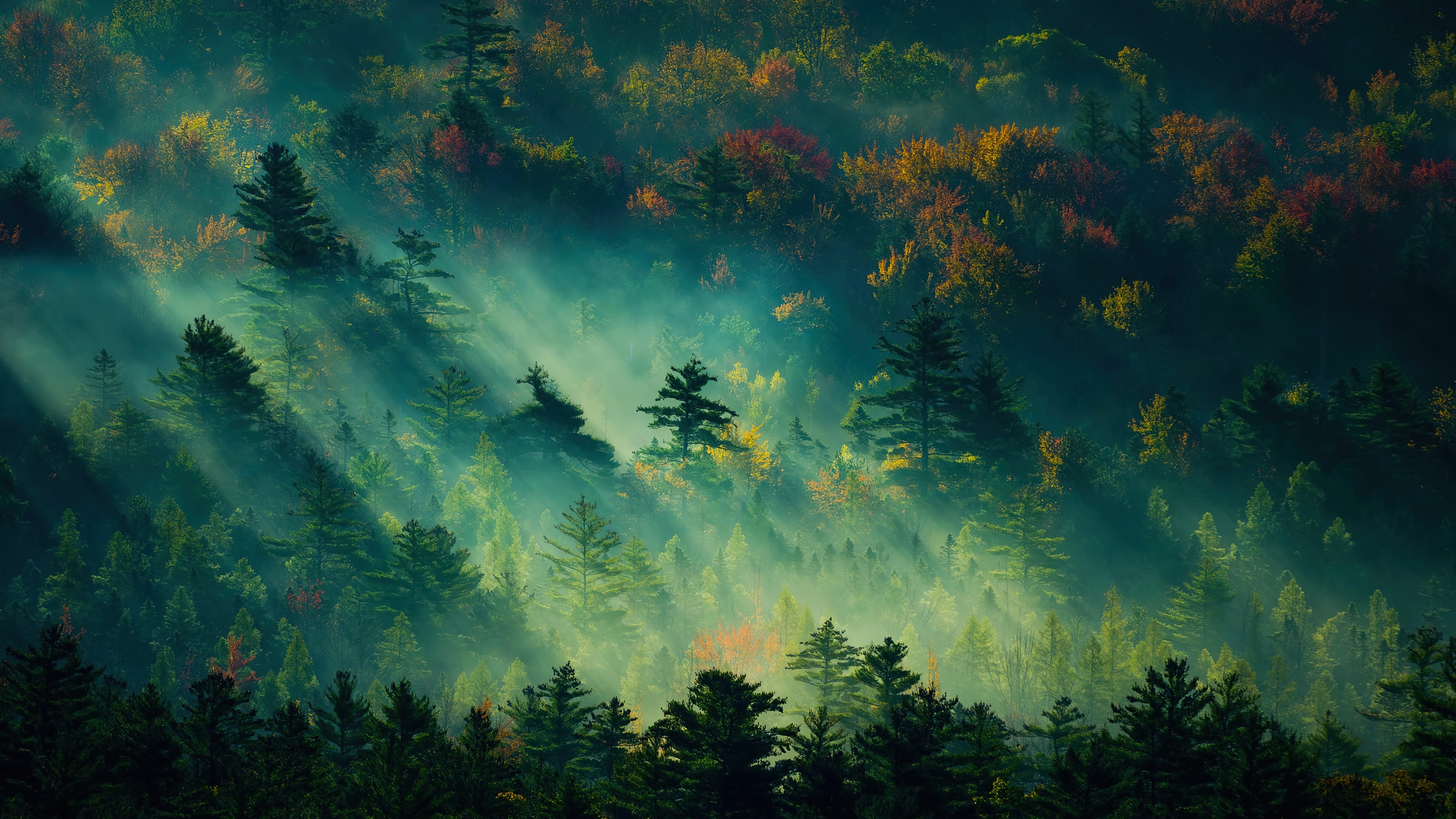 Misty forest with sunbeams and autumn colors, 4K HD Wallpaper