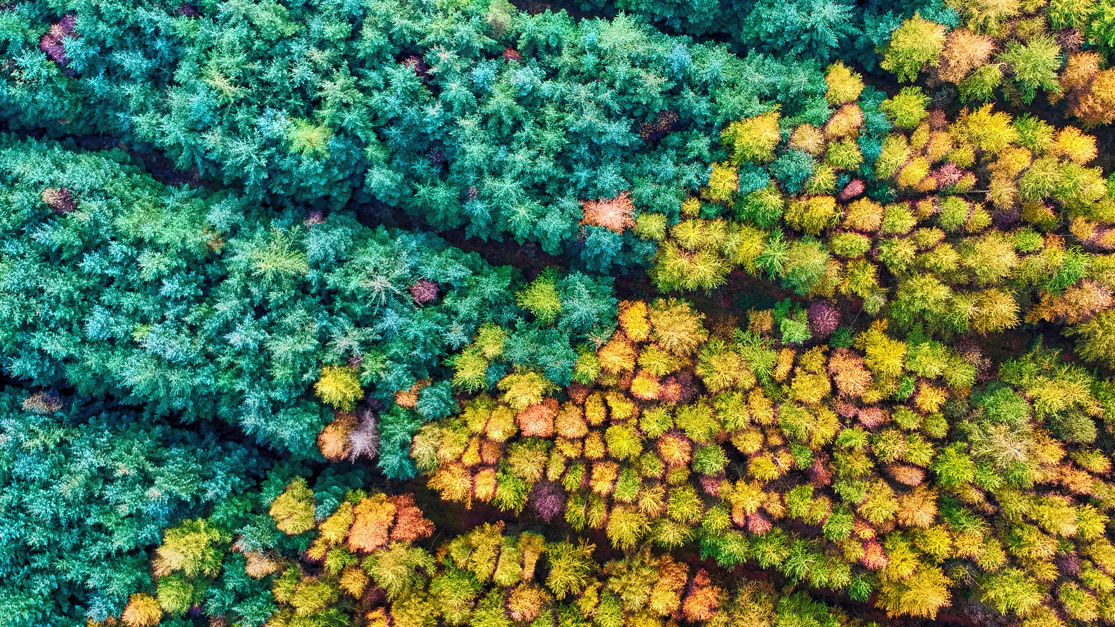 Aerial view of a forest in autumn HD Wallpaper