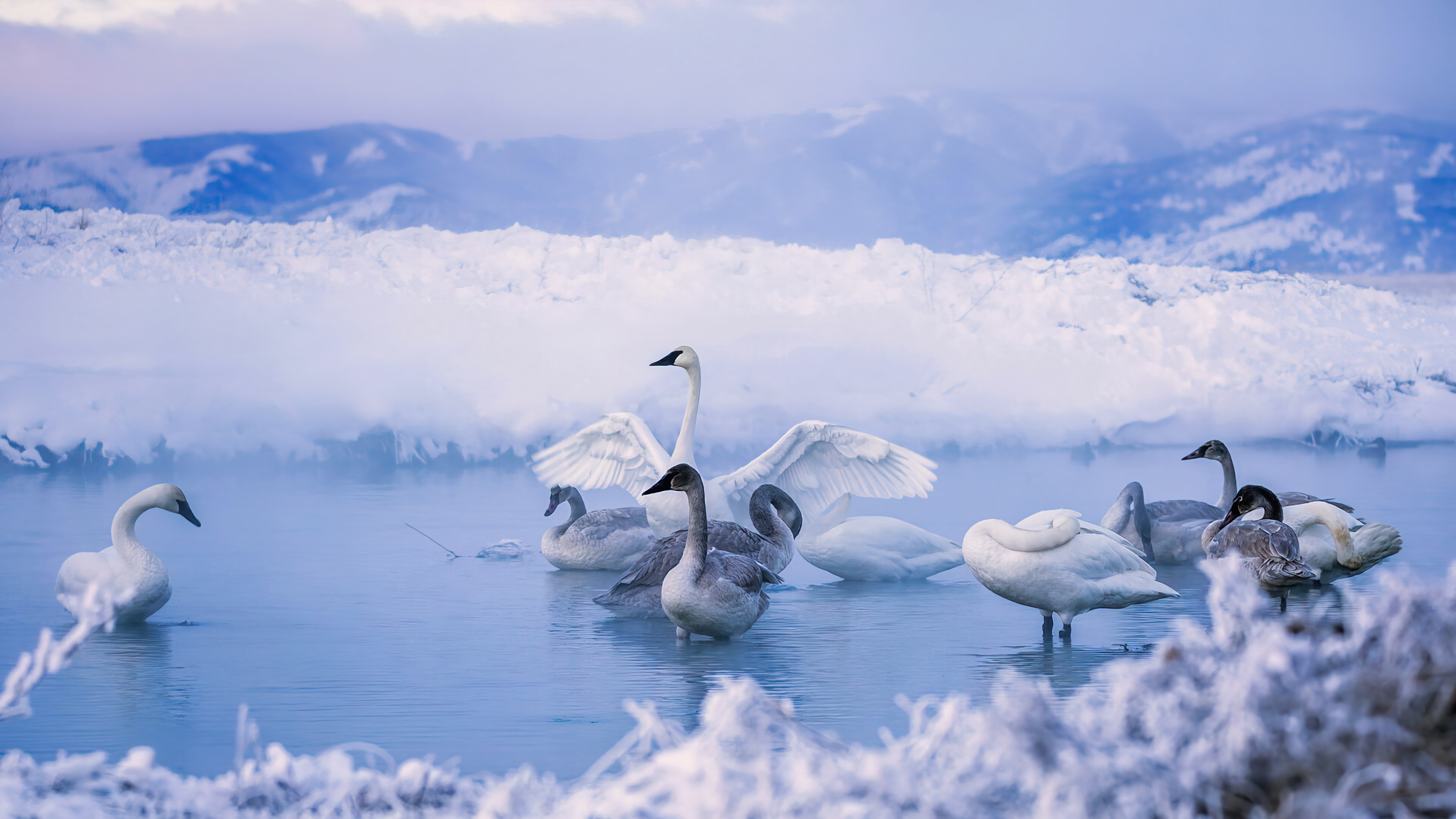 Swans in a snowy landscape 4K HD Wallpaper